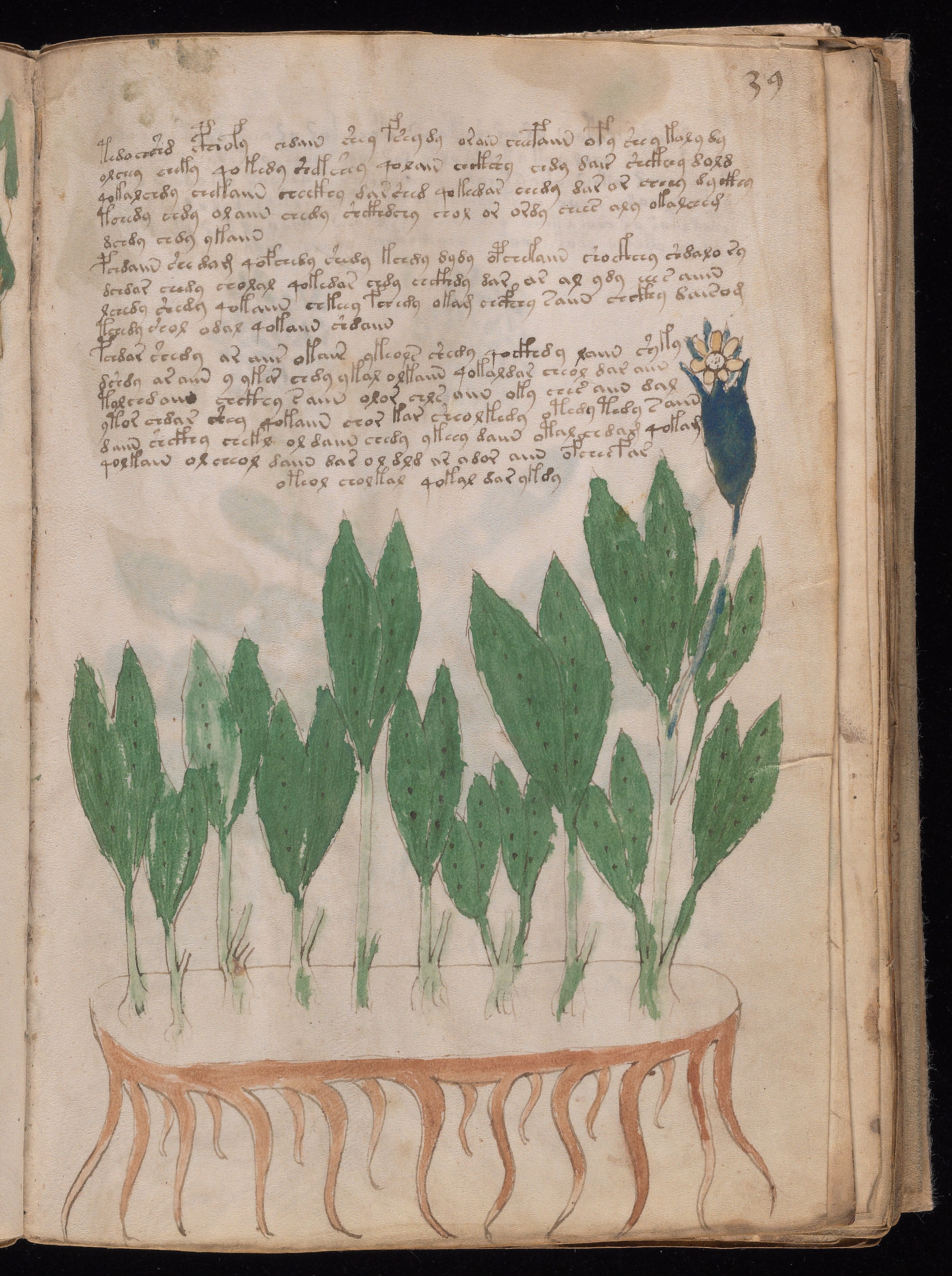 Folio f39r