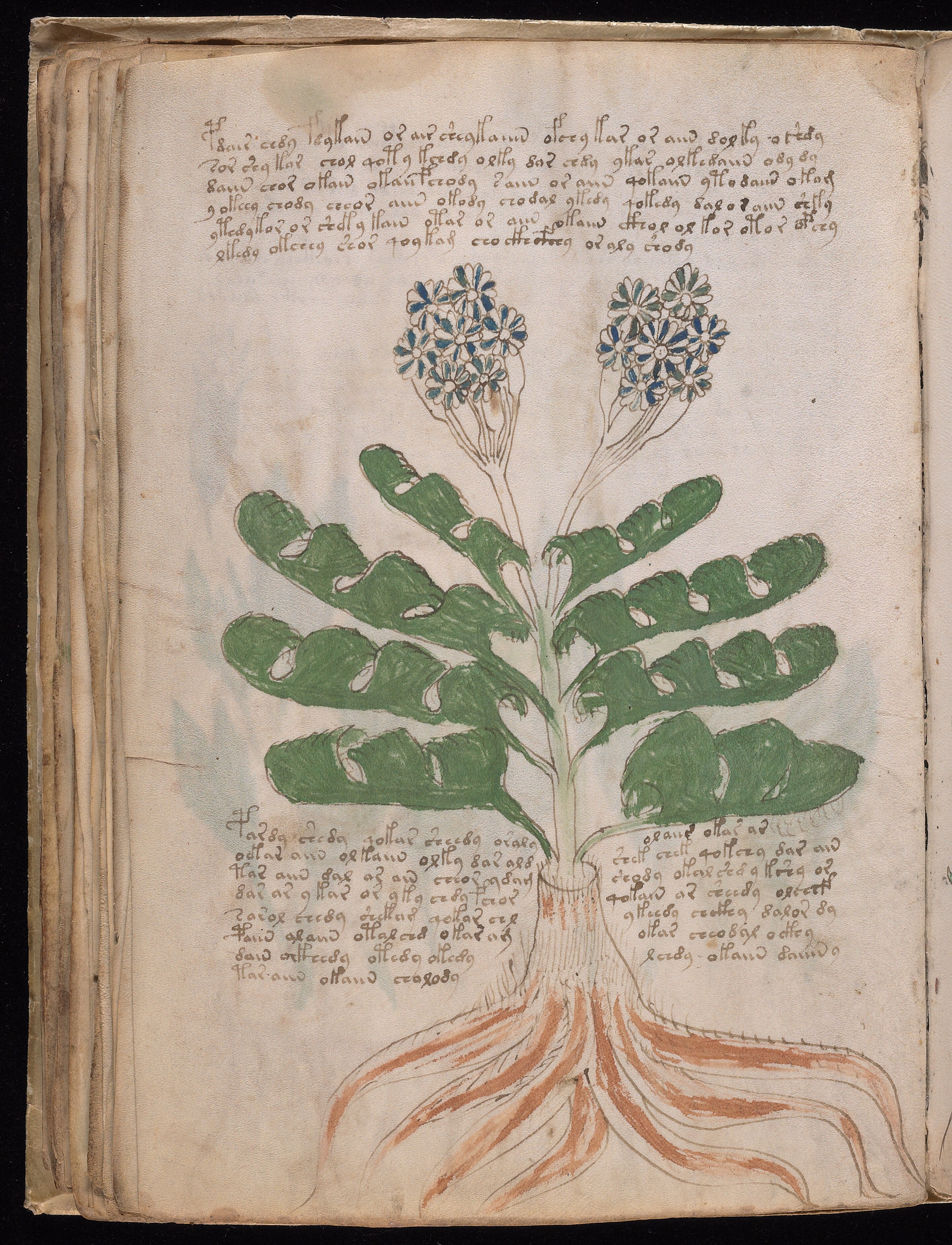 Folio f39v