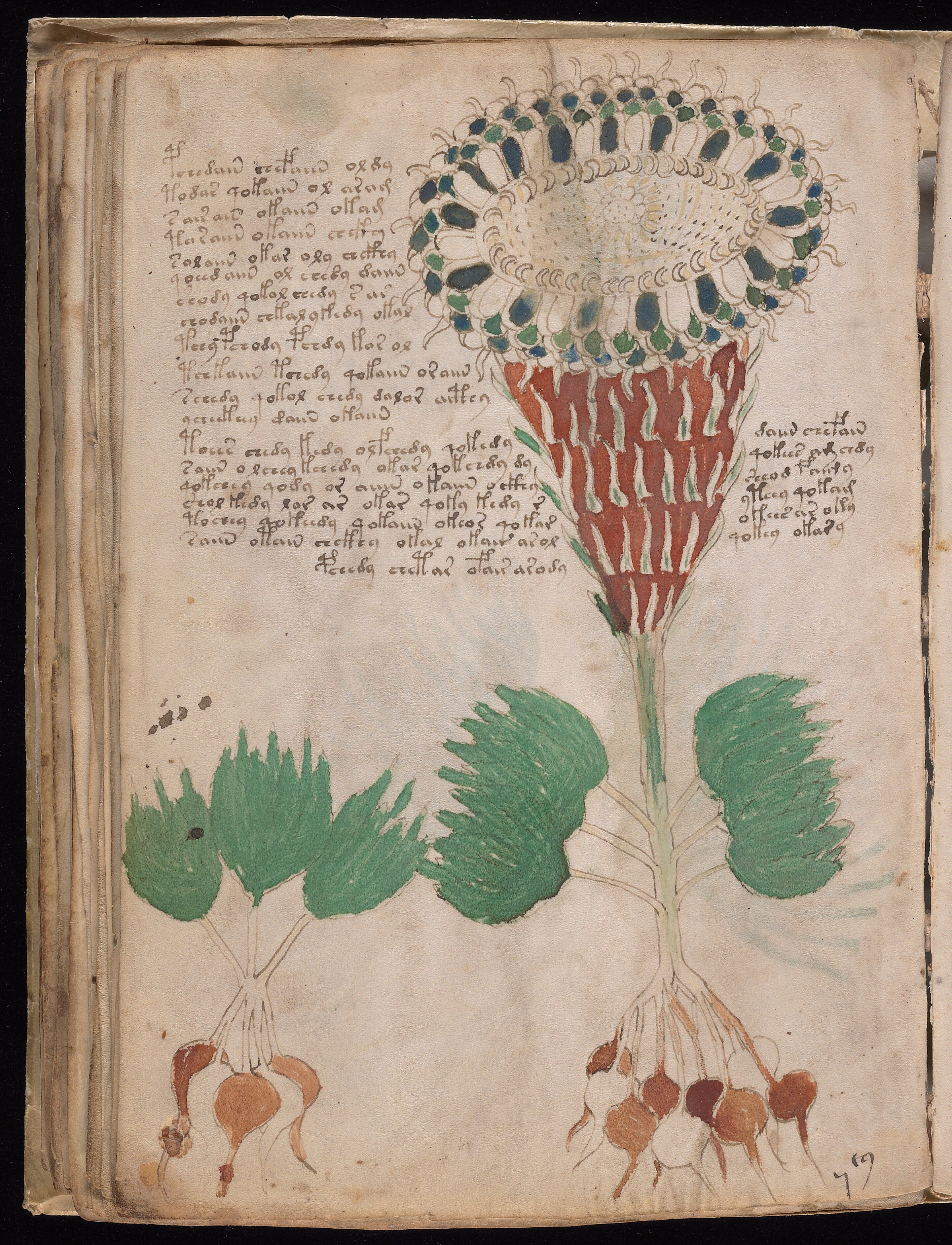 Folio f40v