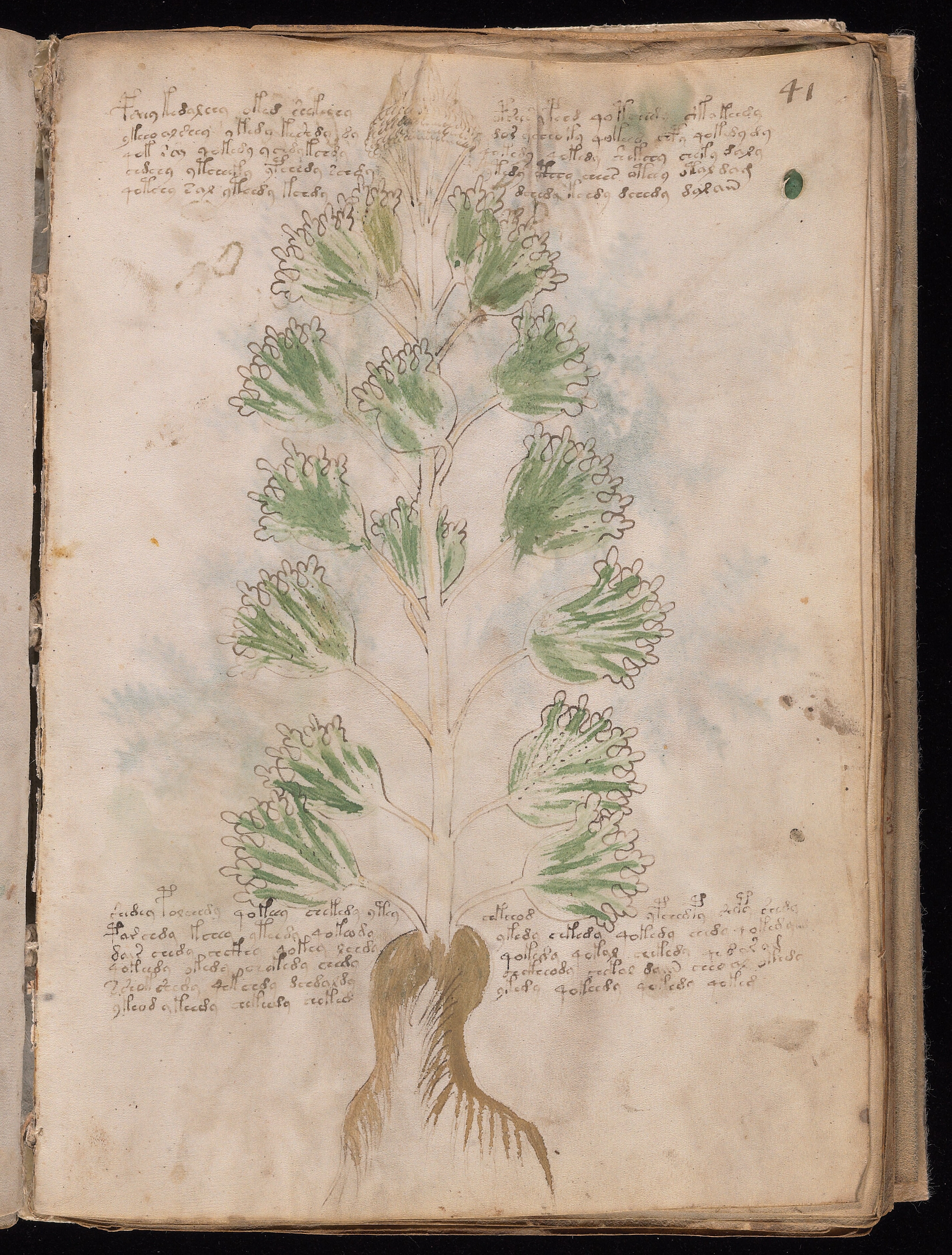 Folio f41r