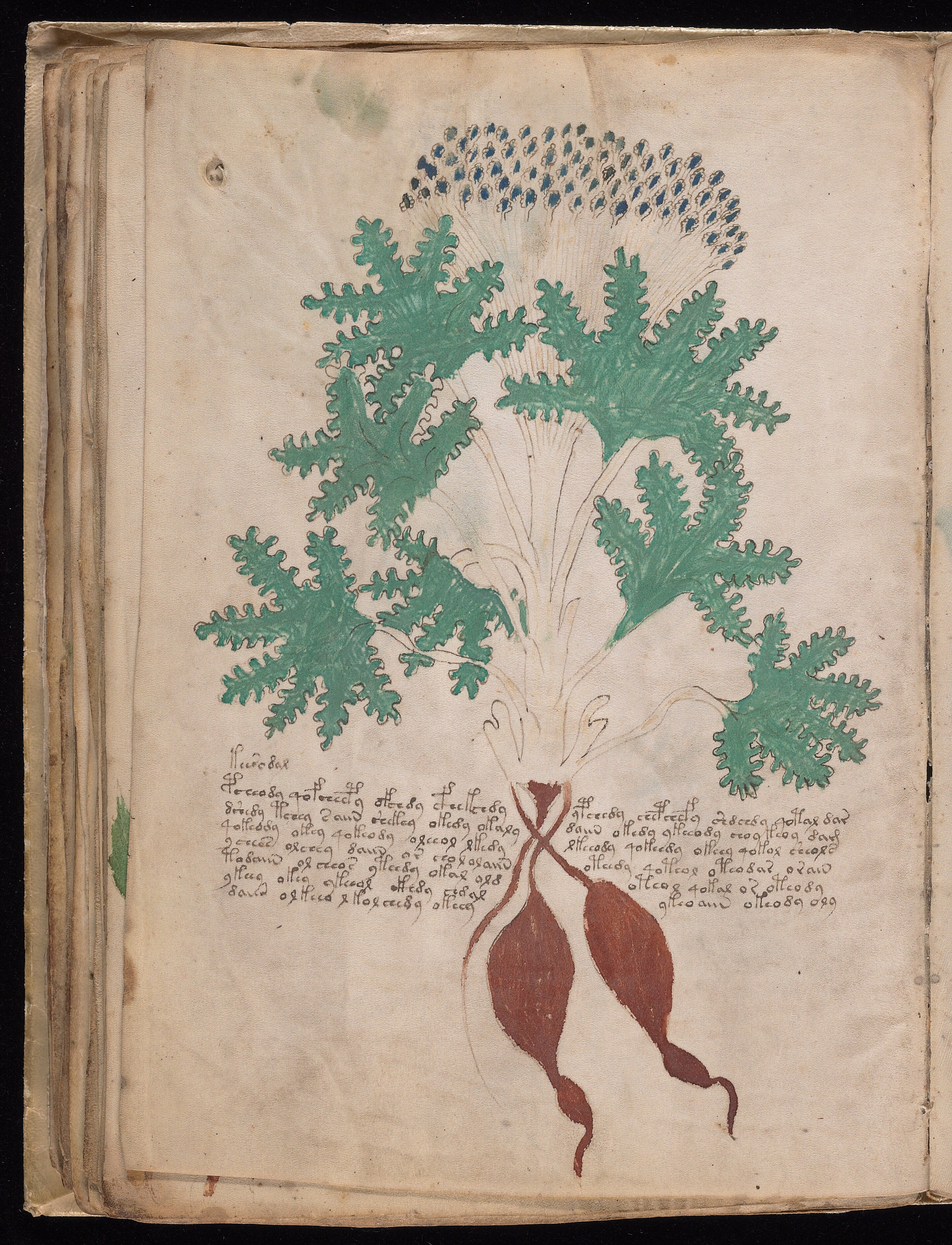 Folio f41v