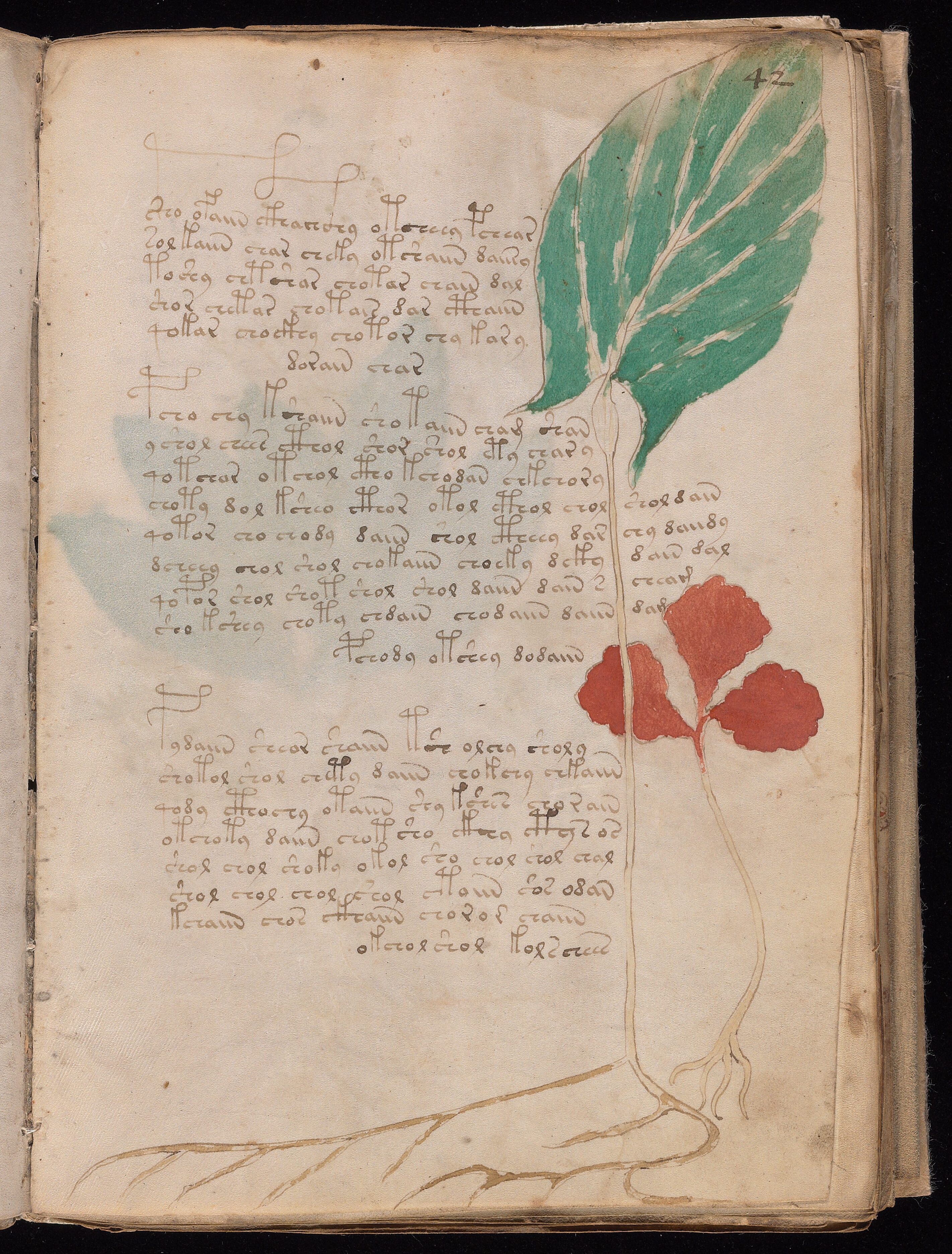 Folio f42r