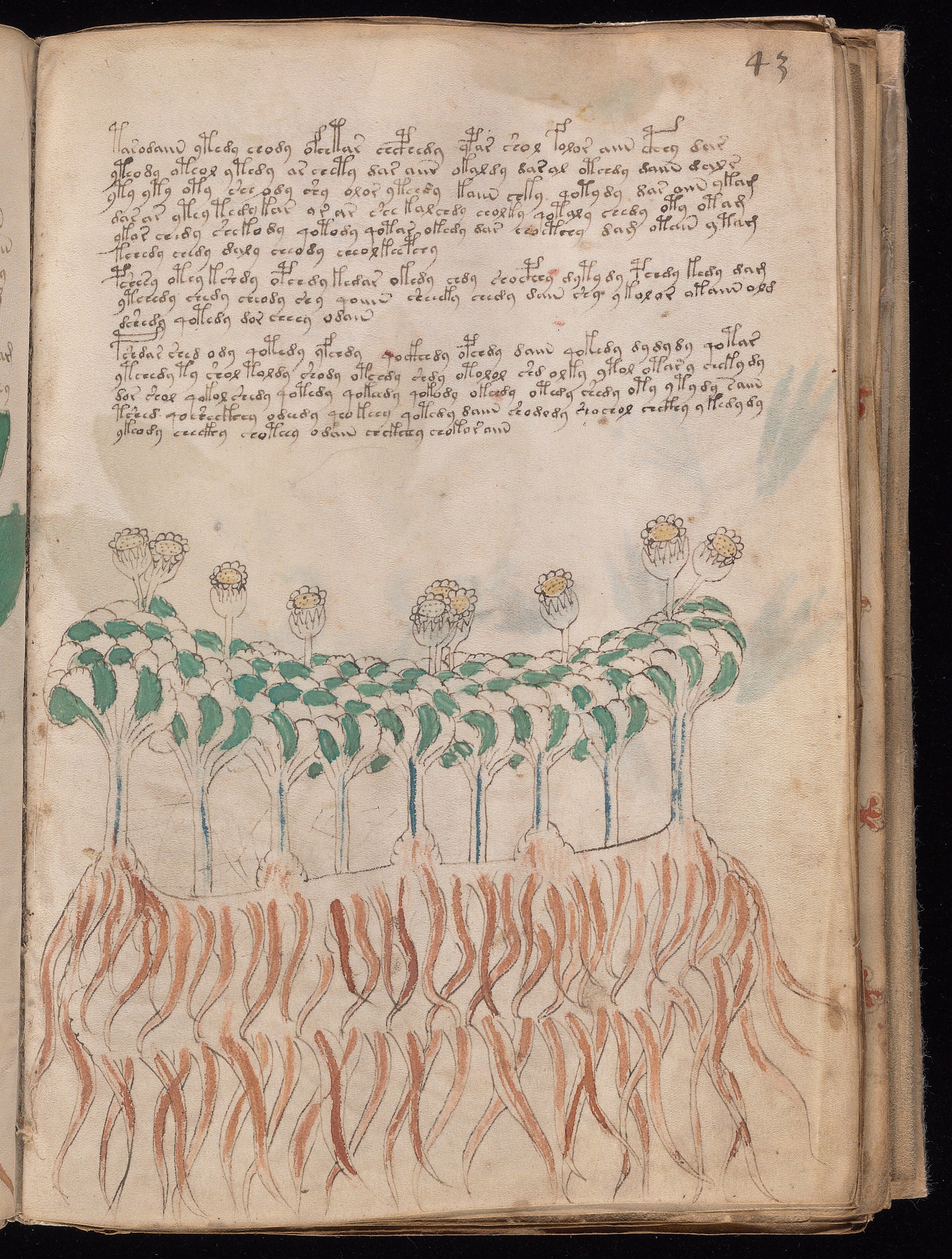 Folio f43r