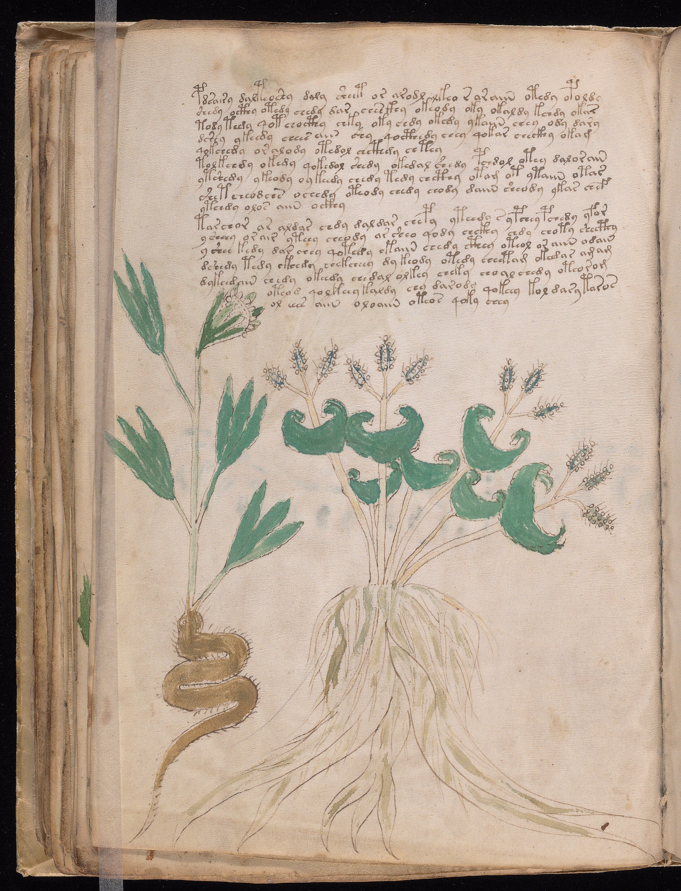 Folio f43v
