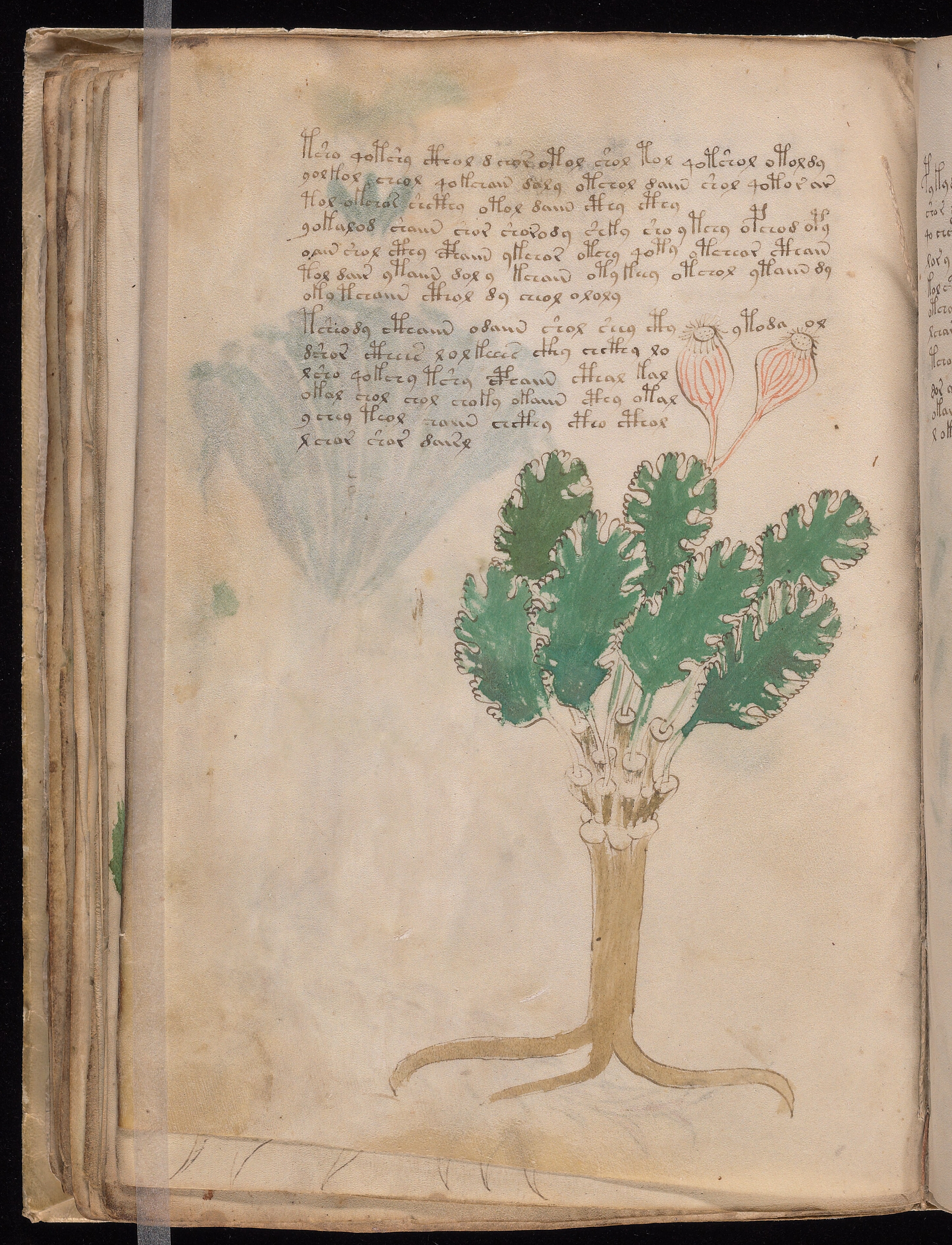 Folio f44v
