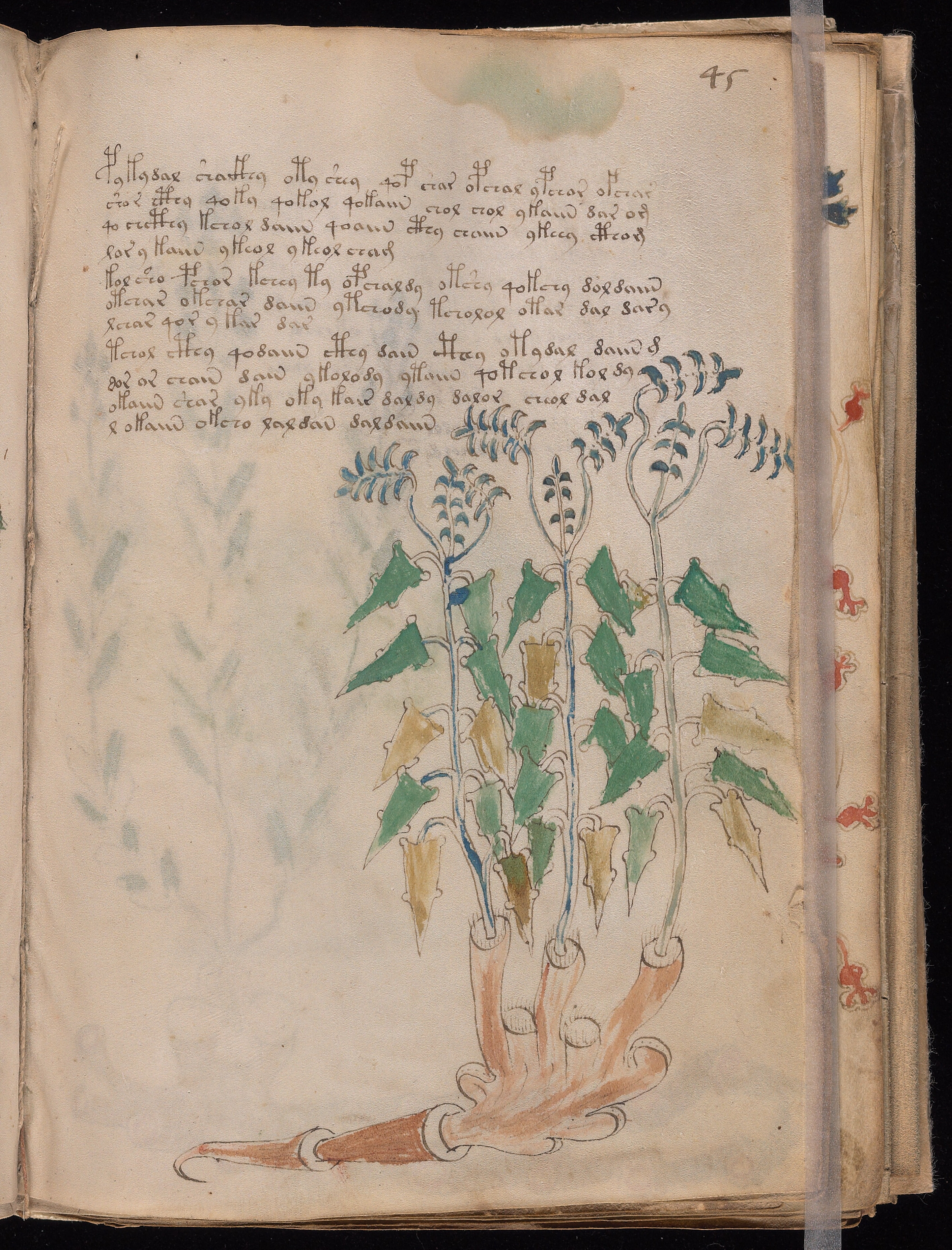 Folio f45r