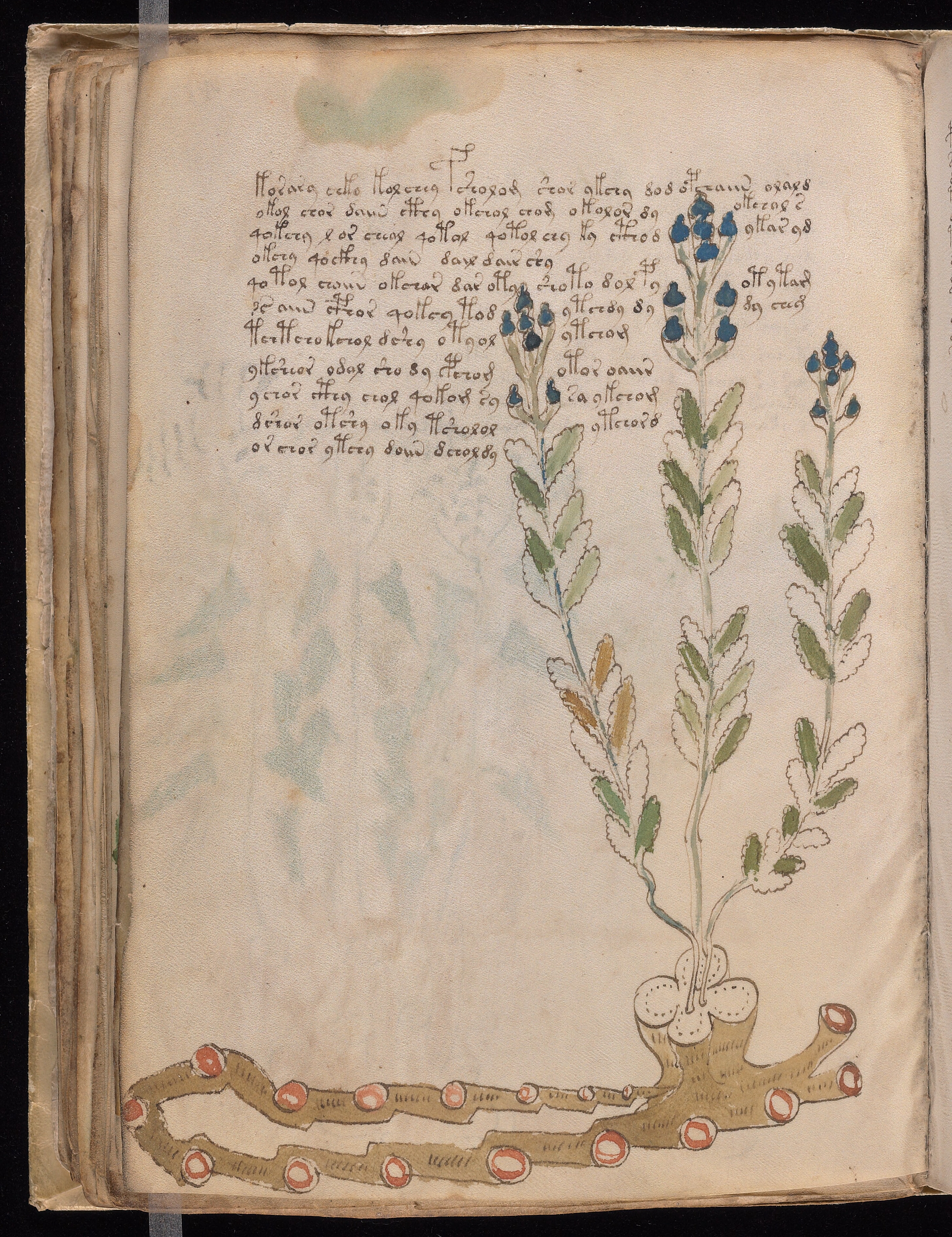Folio f45v