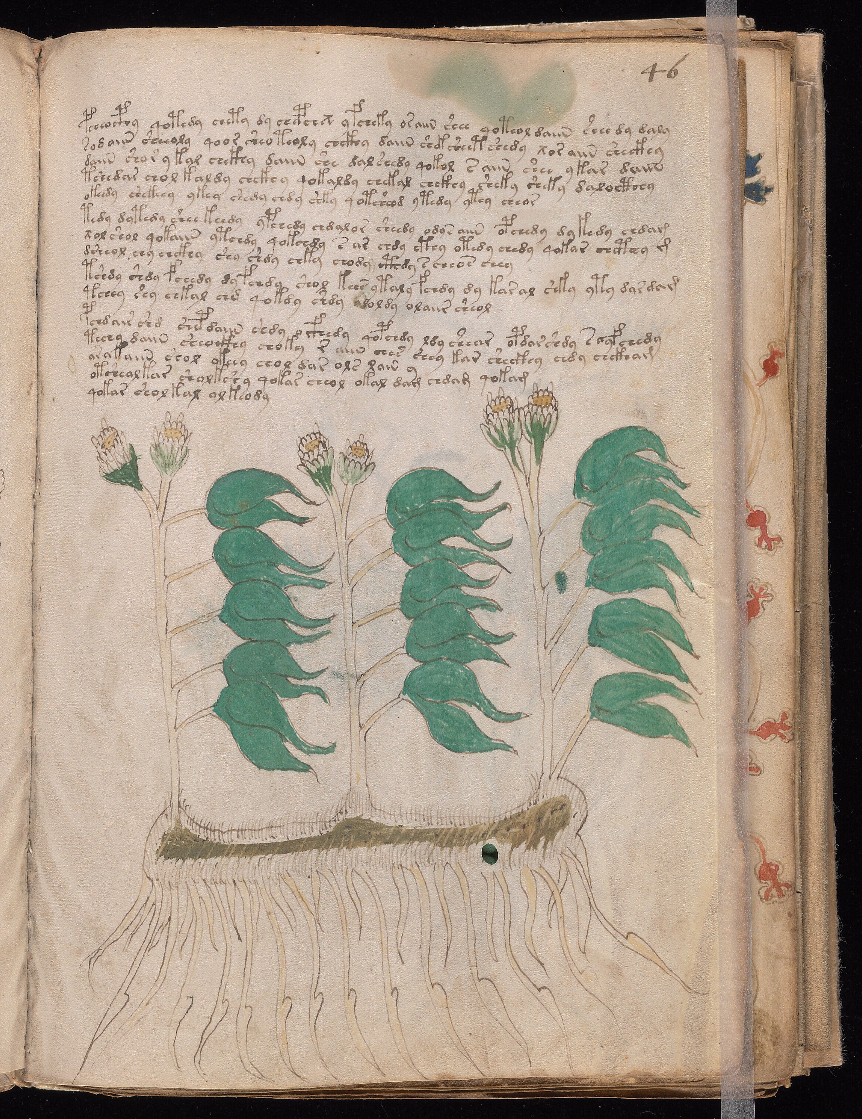 Folio f46r
