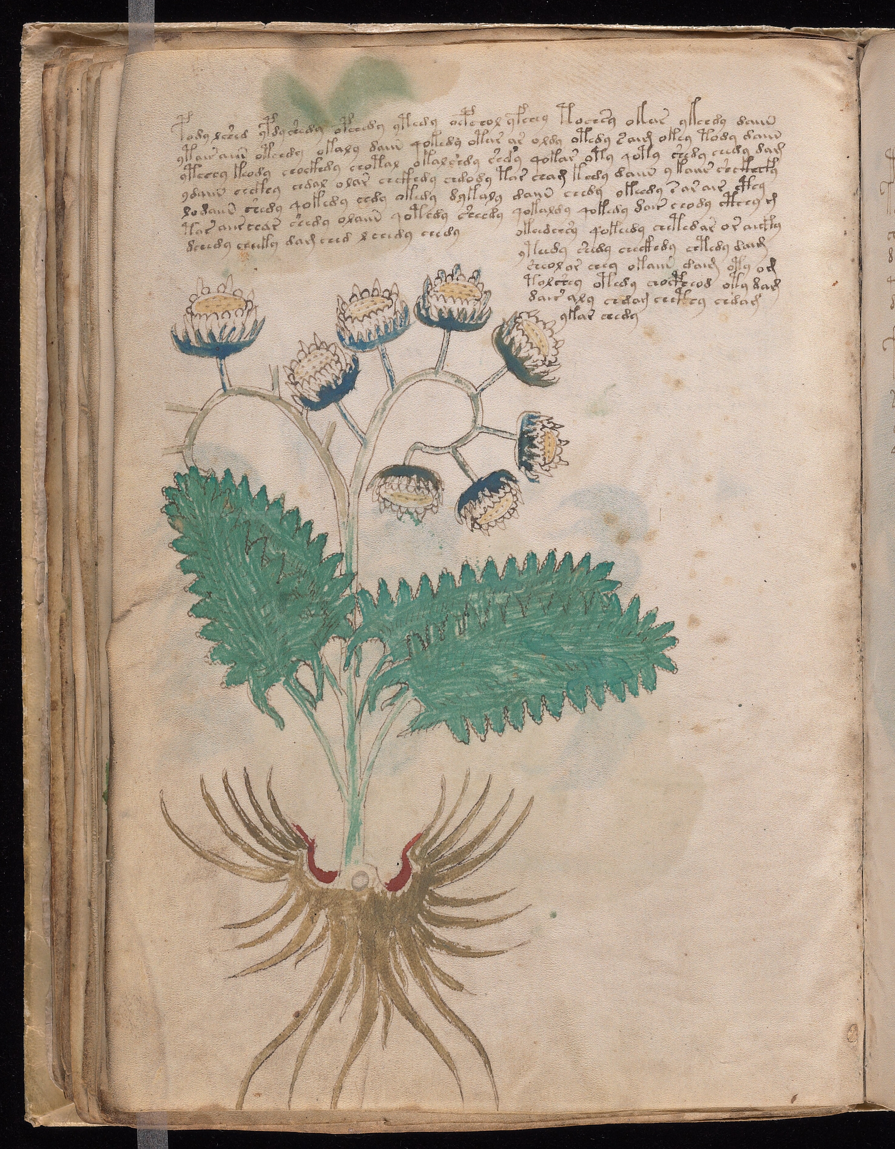 Folio f46v