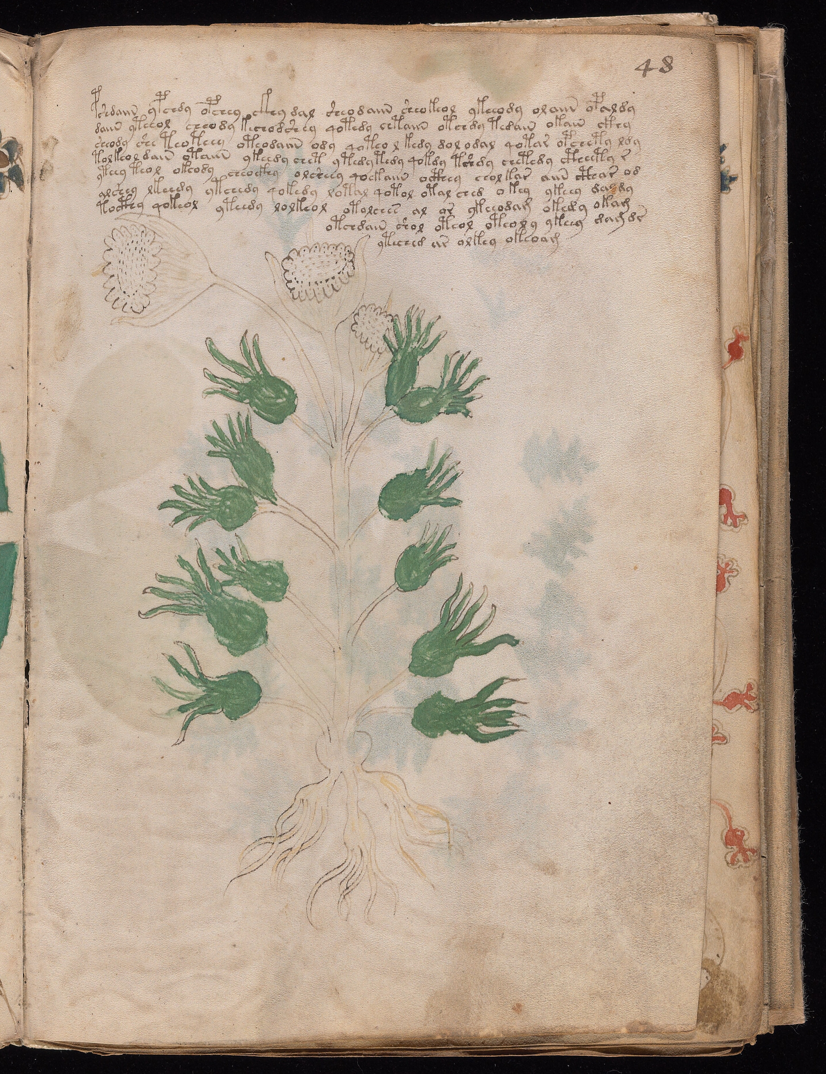 Folio f48r