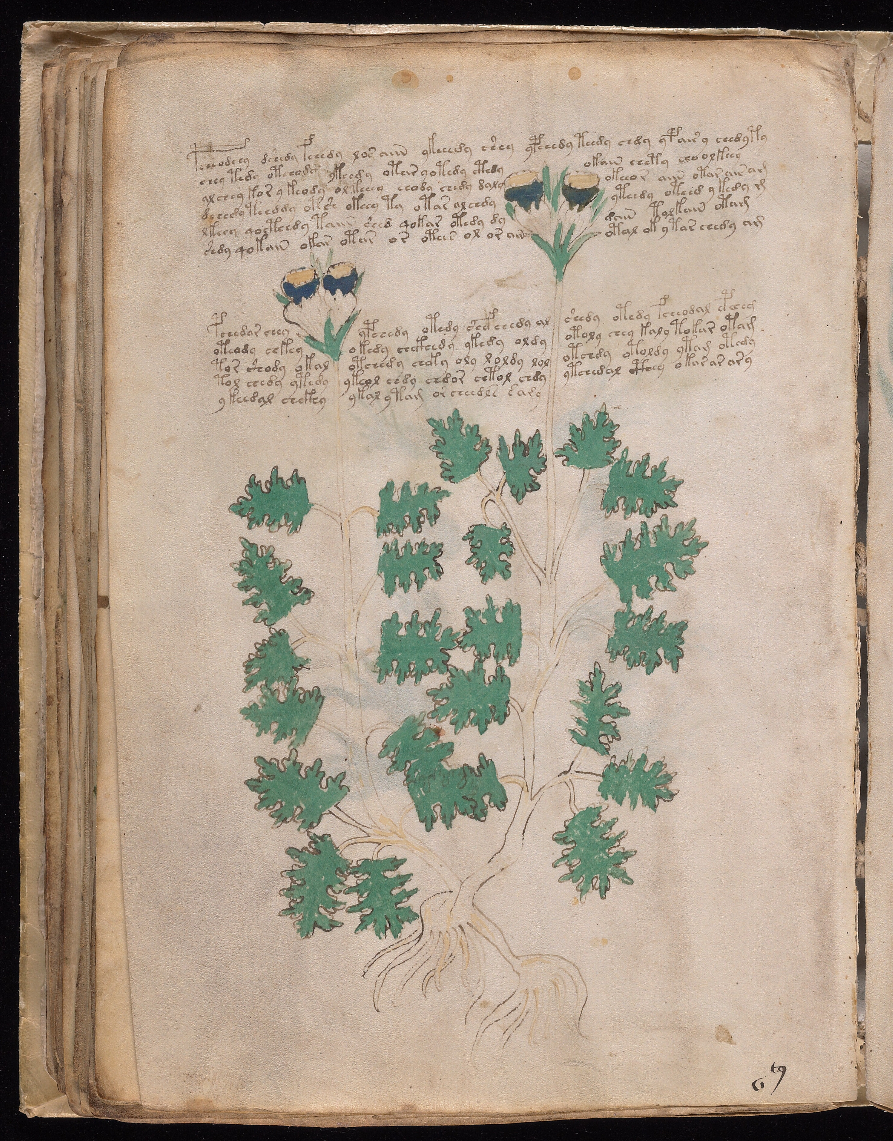 Folio f48v