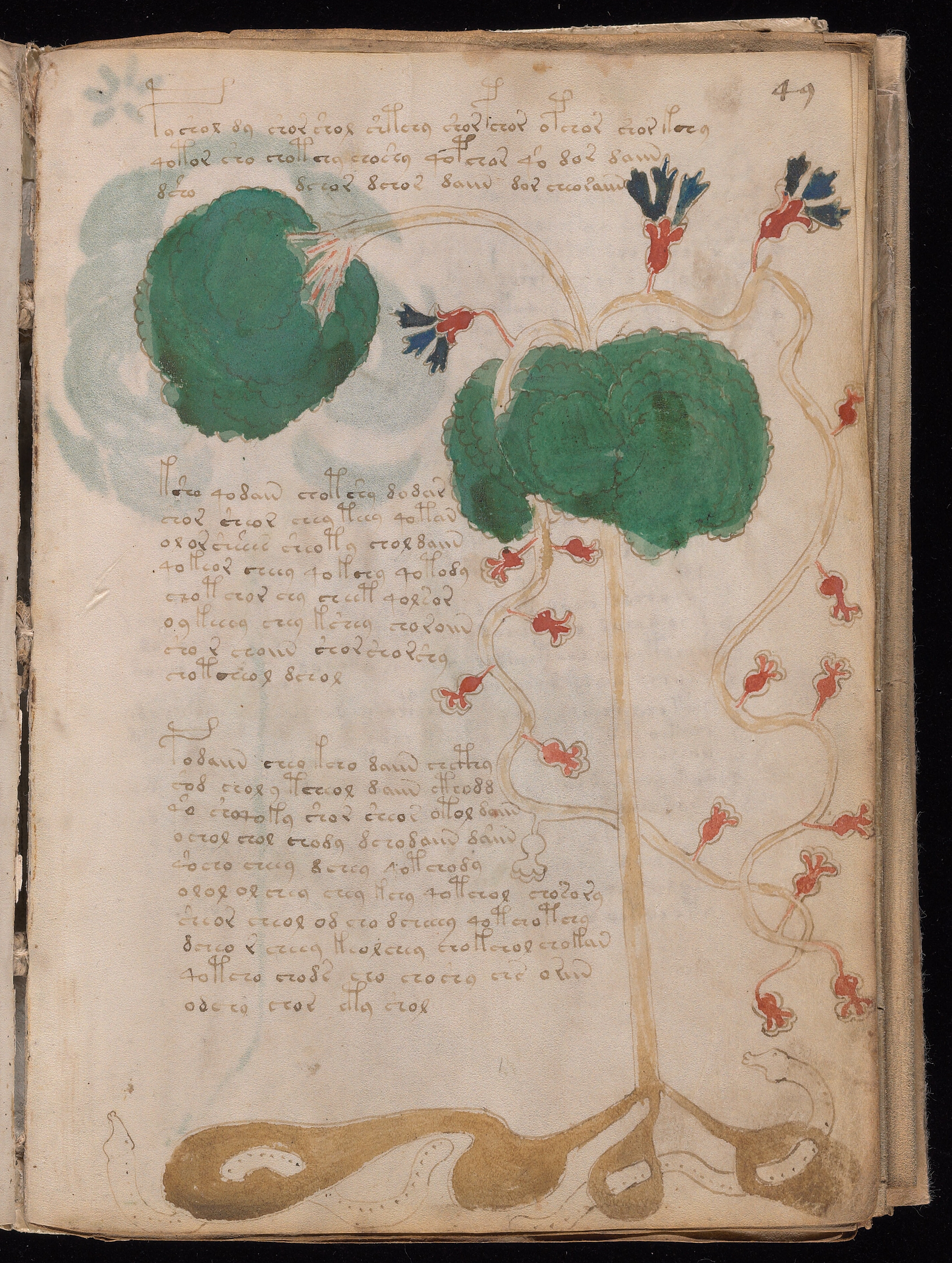 Folio f49r
