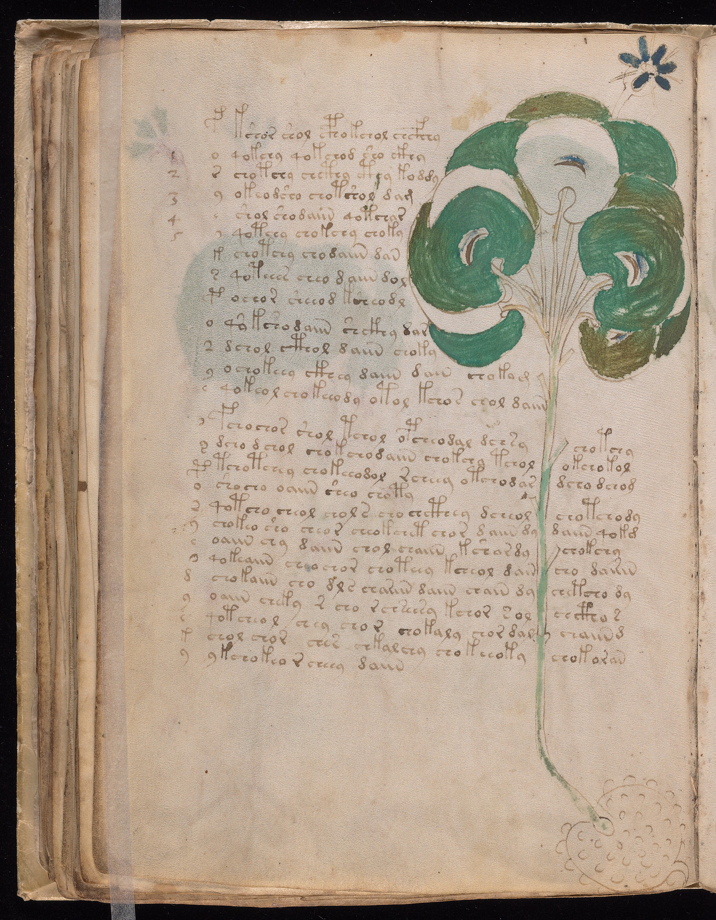 Folio f49v