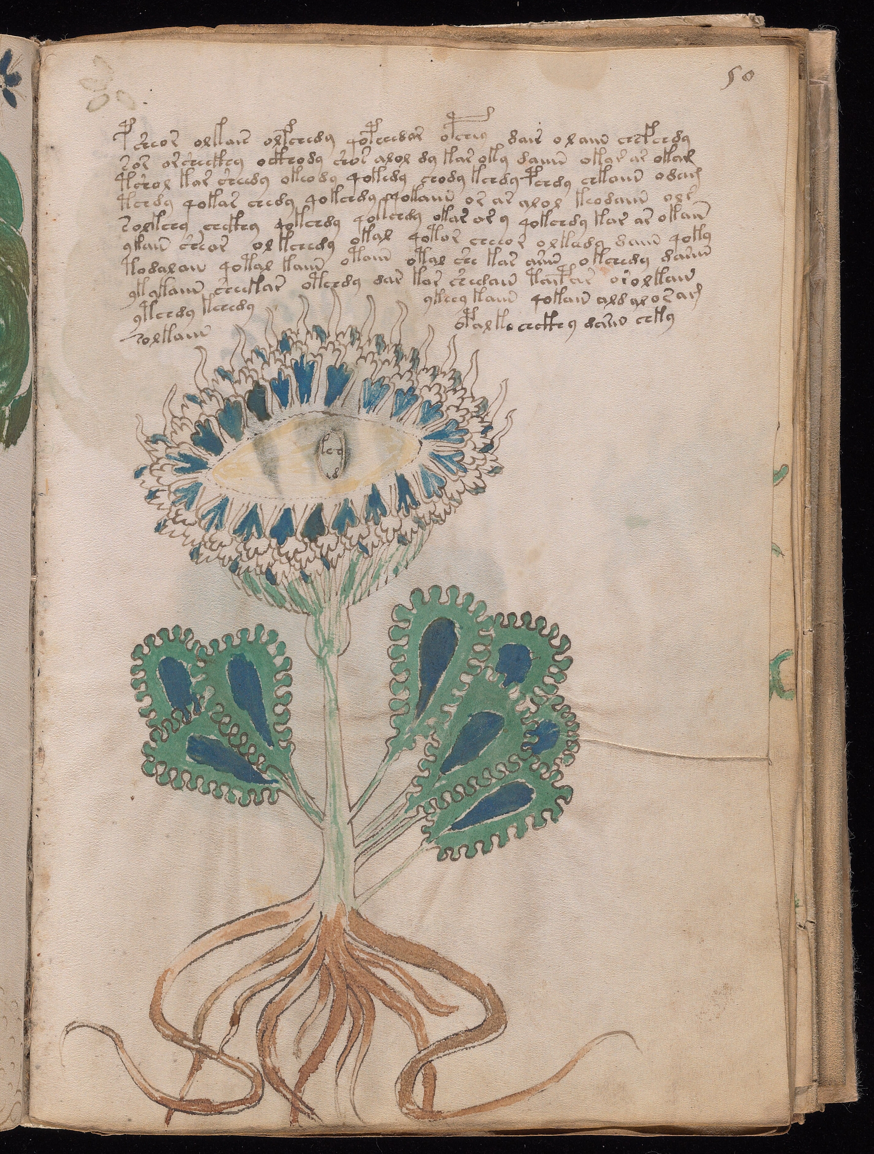 Folio f50r