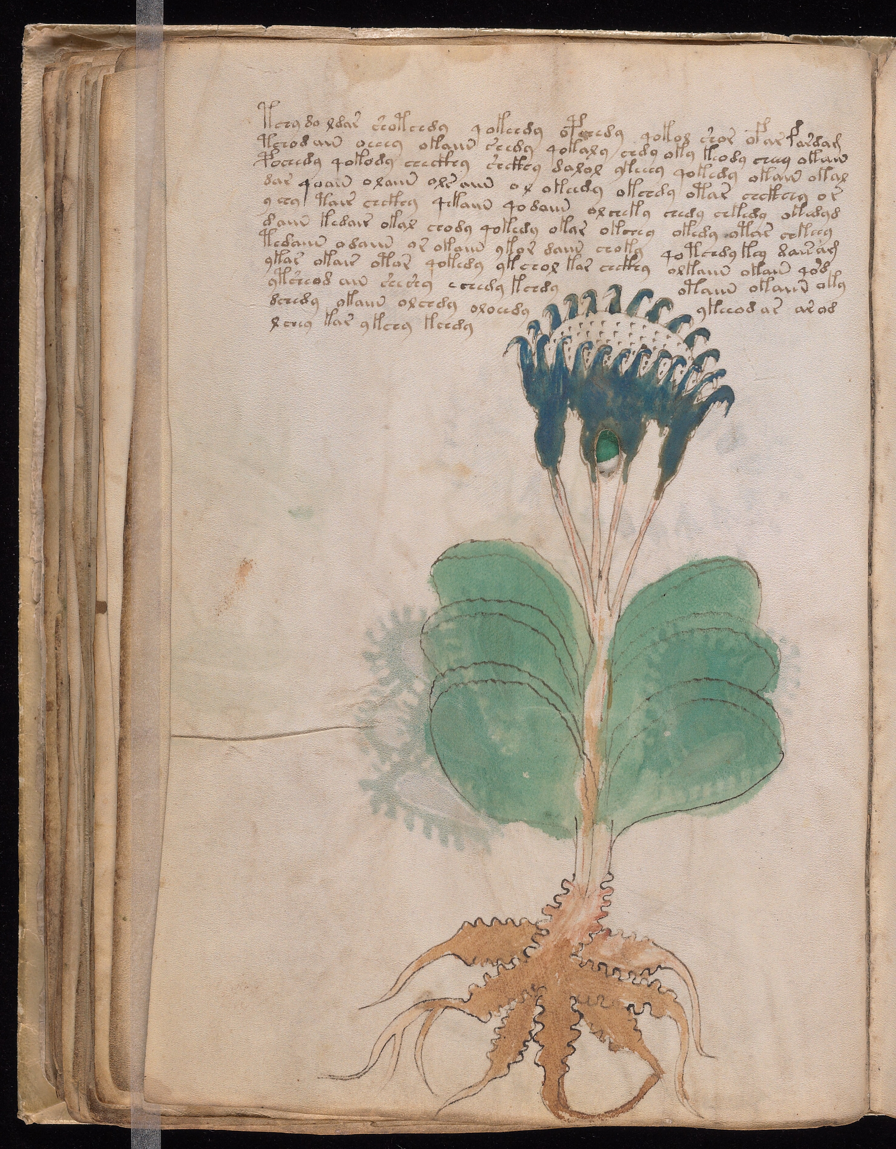 Folio f50v