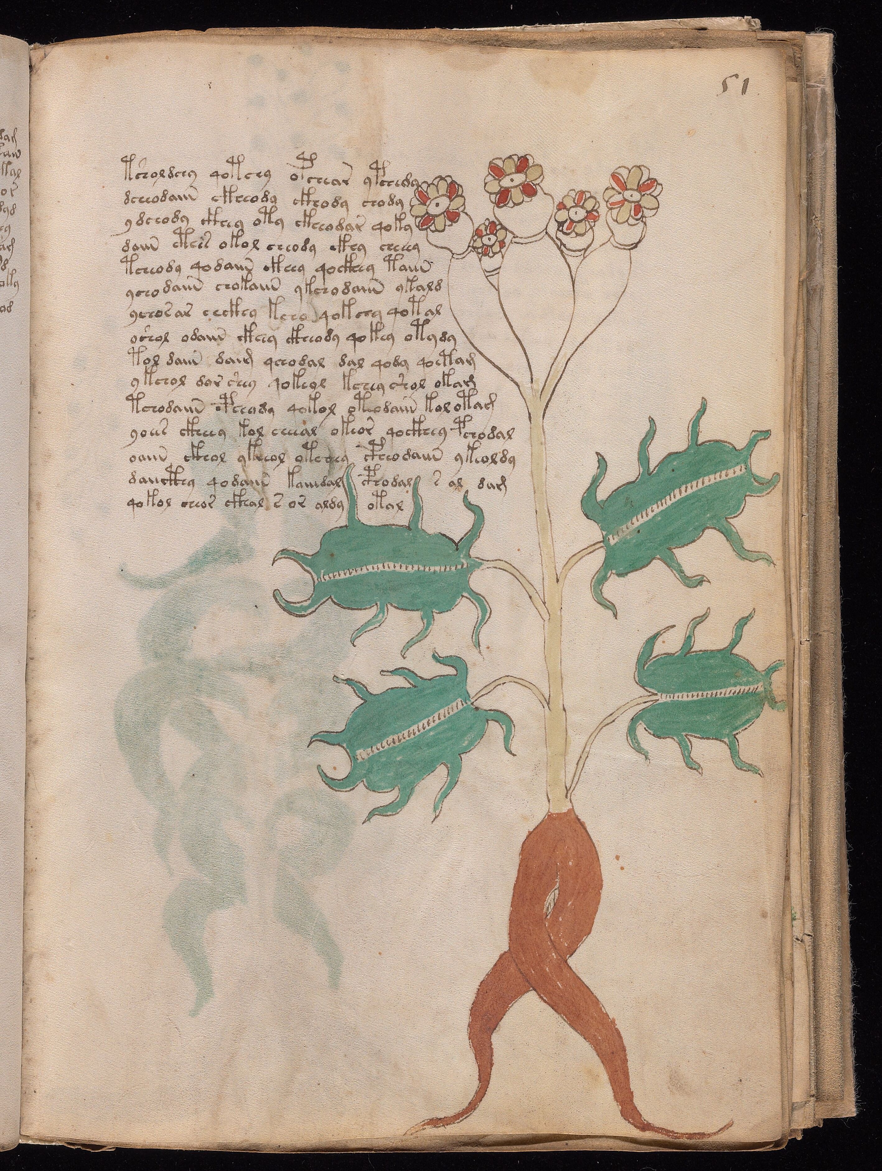 Folio f51r