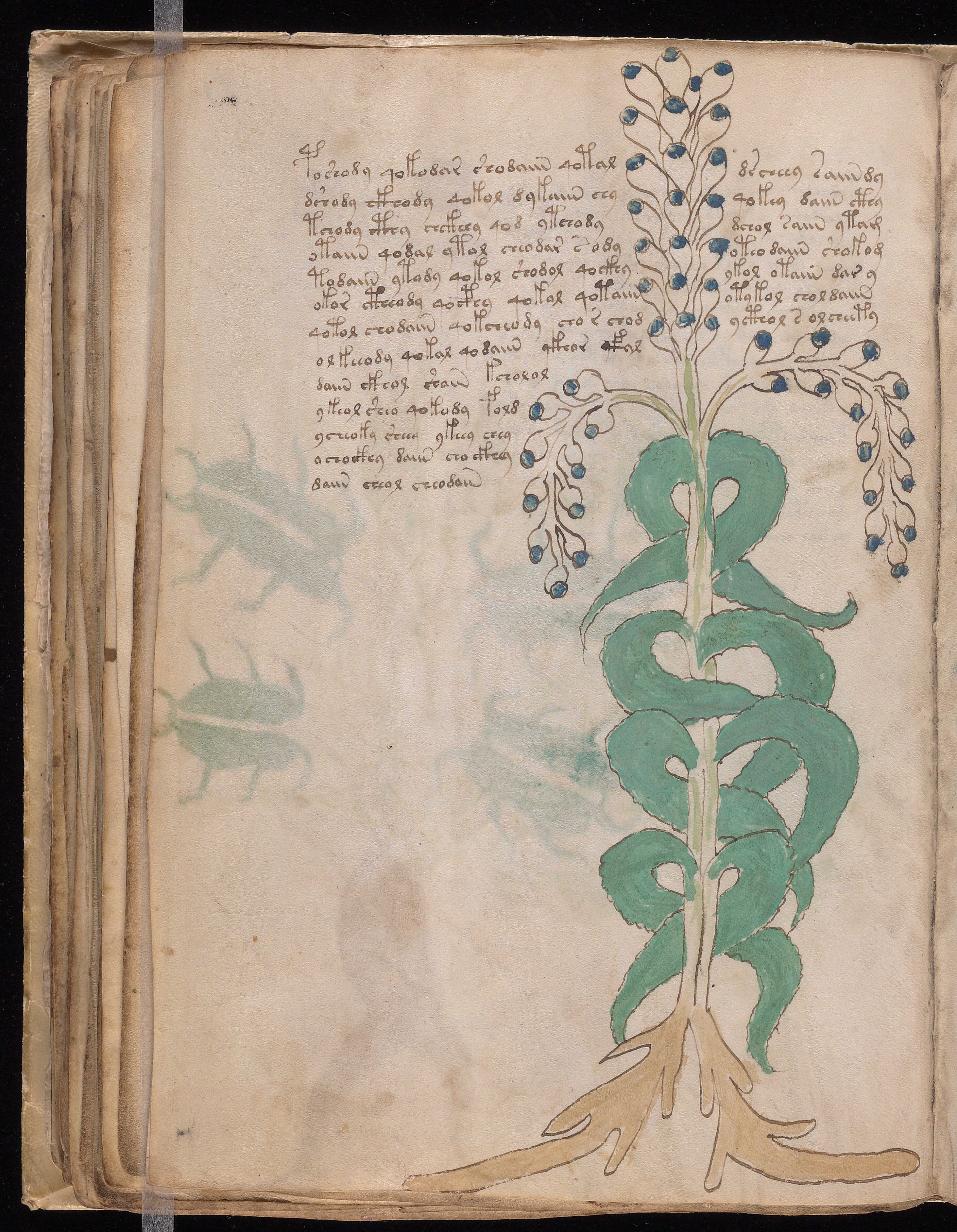 Folio f51v
