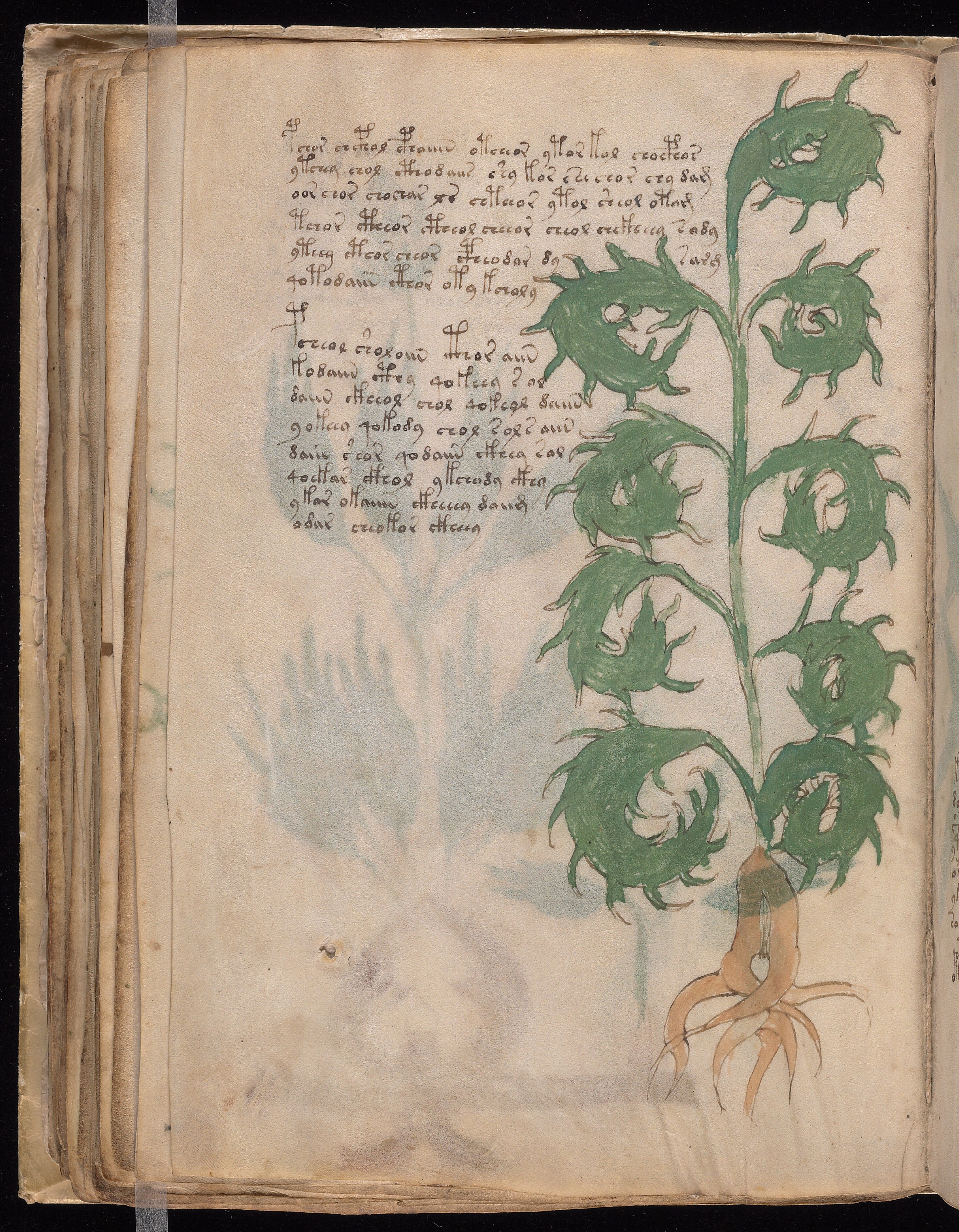 Folio f52v