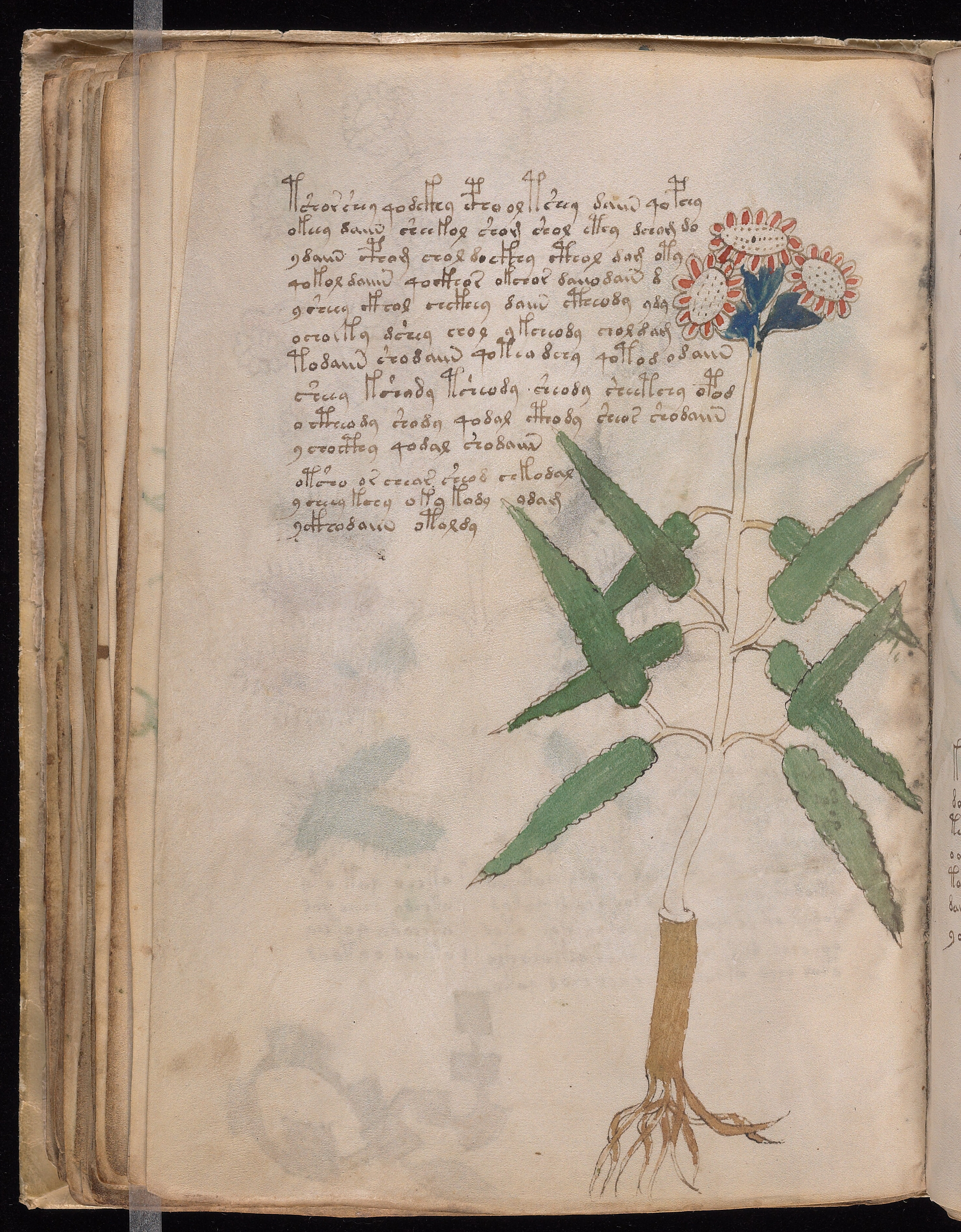 Folio f53v
