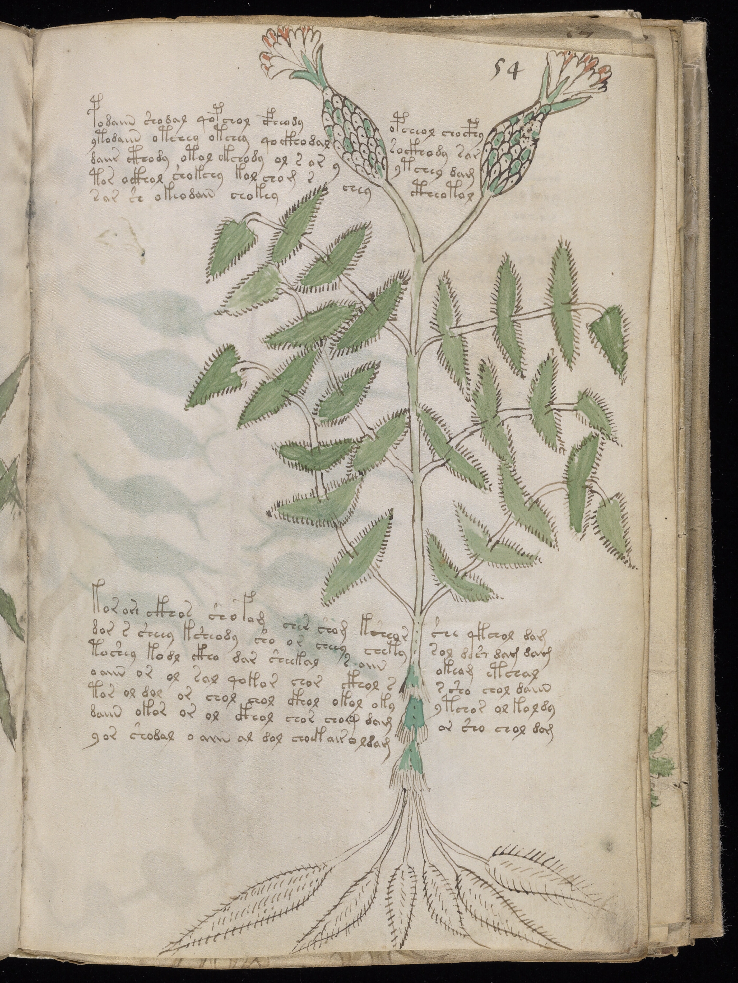 Folio f54r