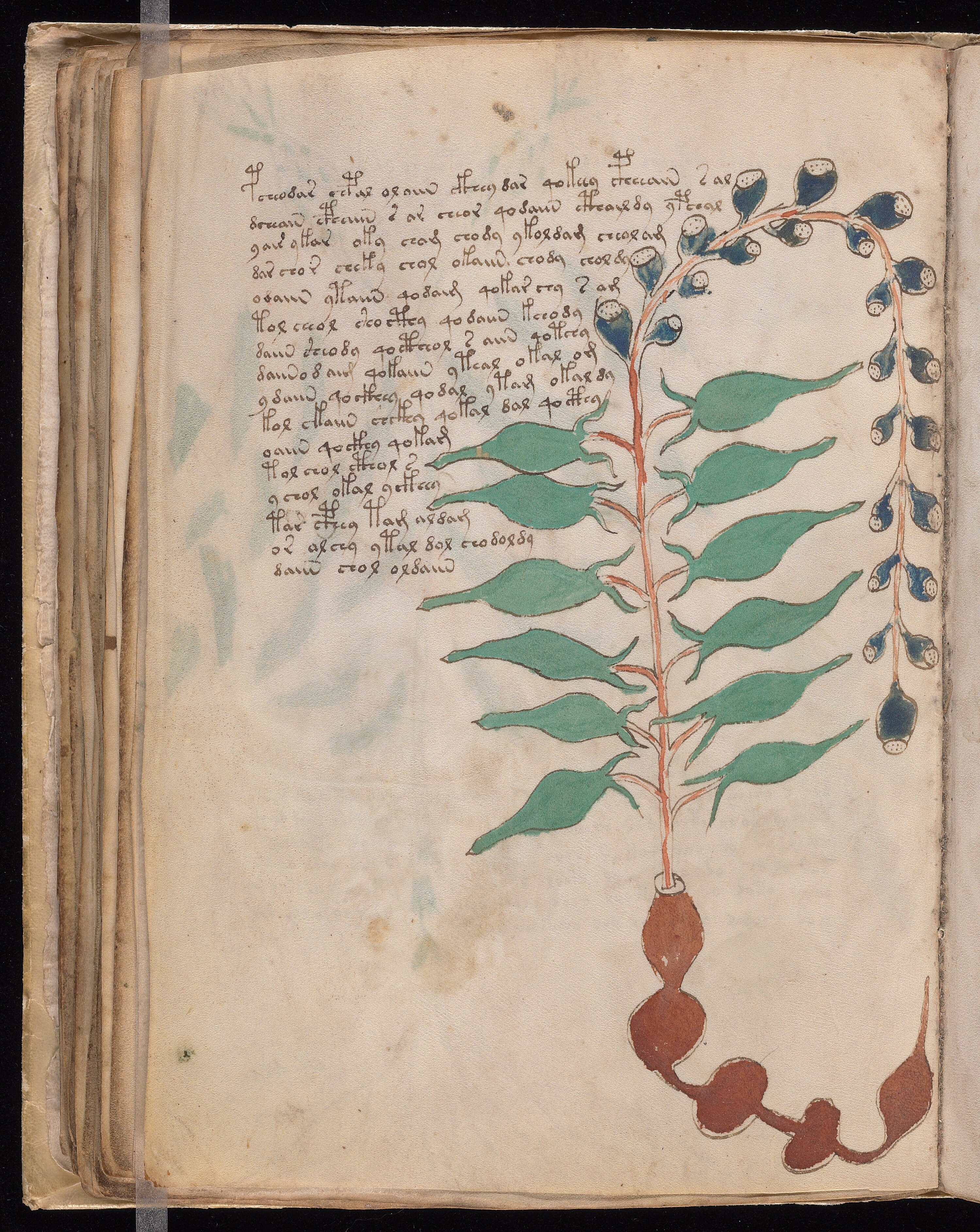 Folio f54v