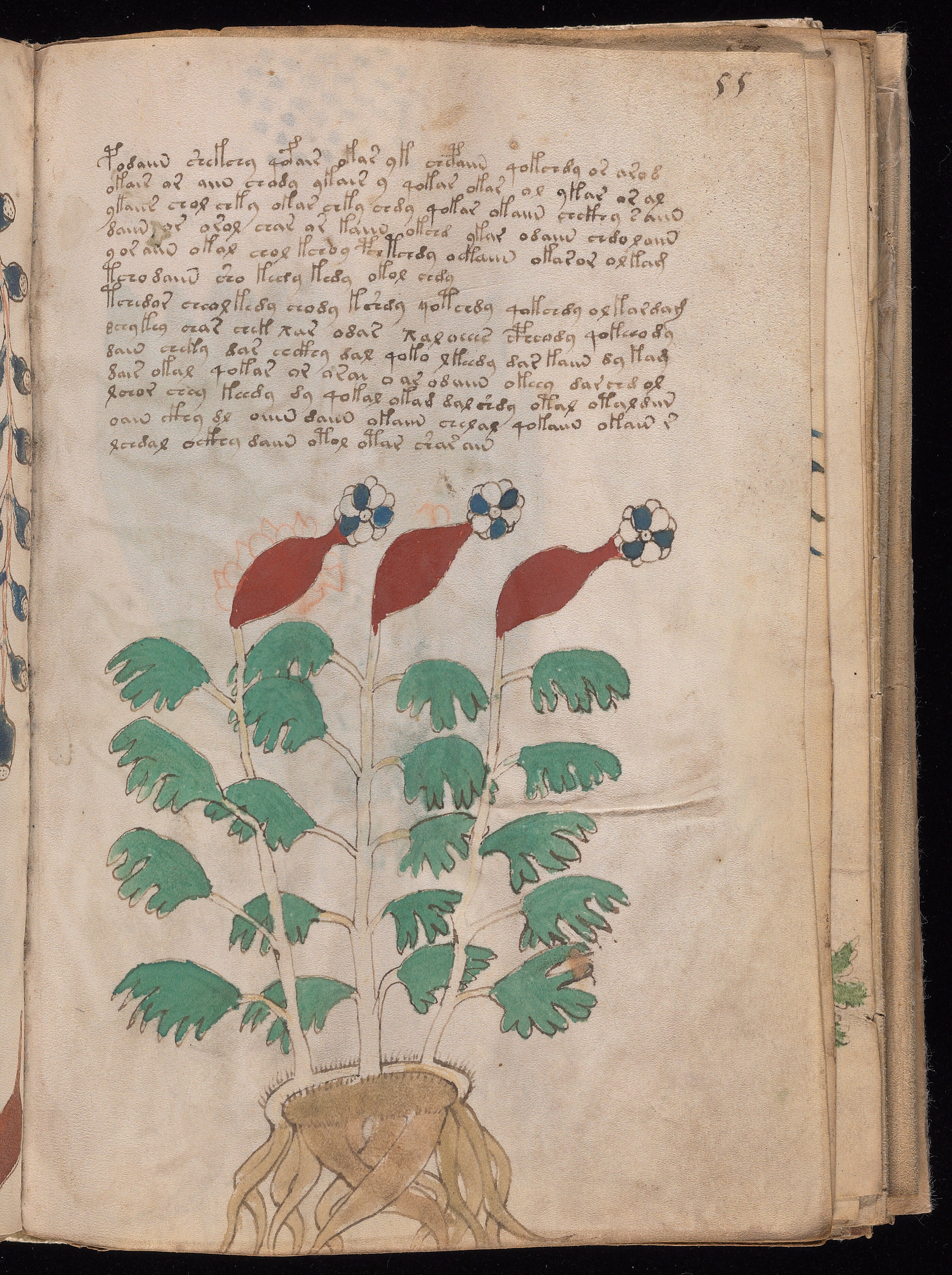 Folio f55r