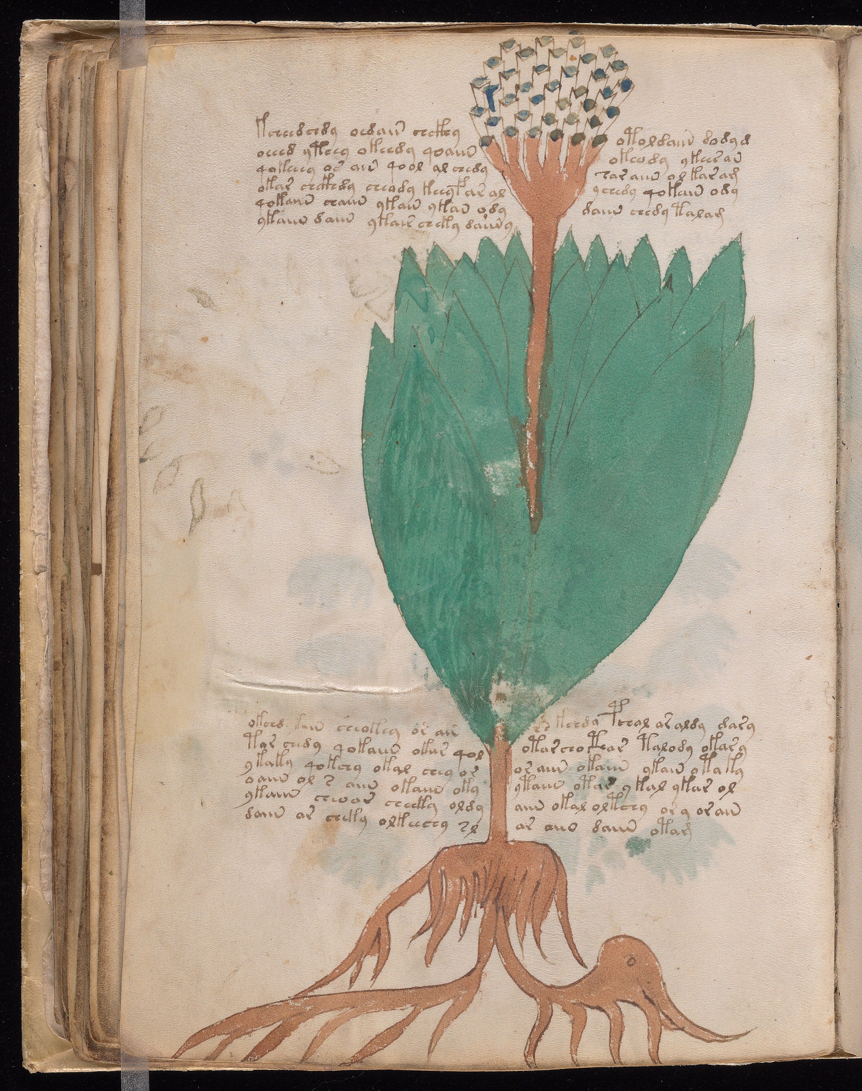 Folio f55v
