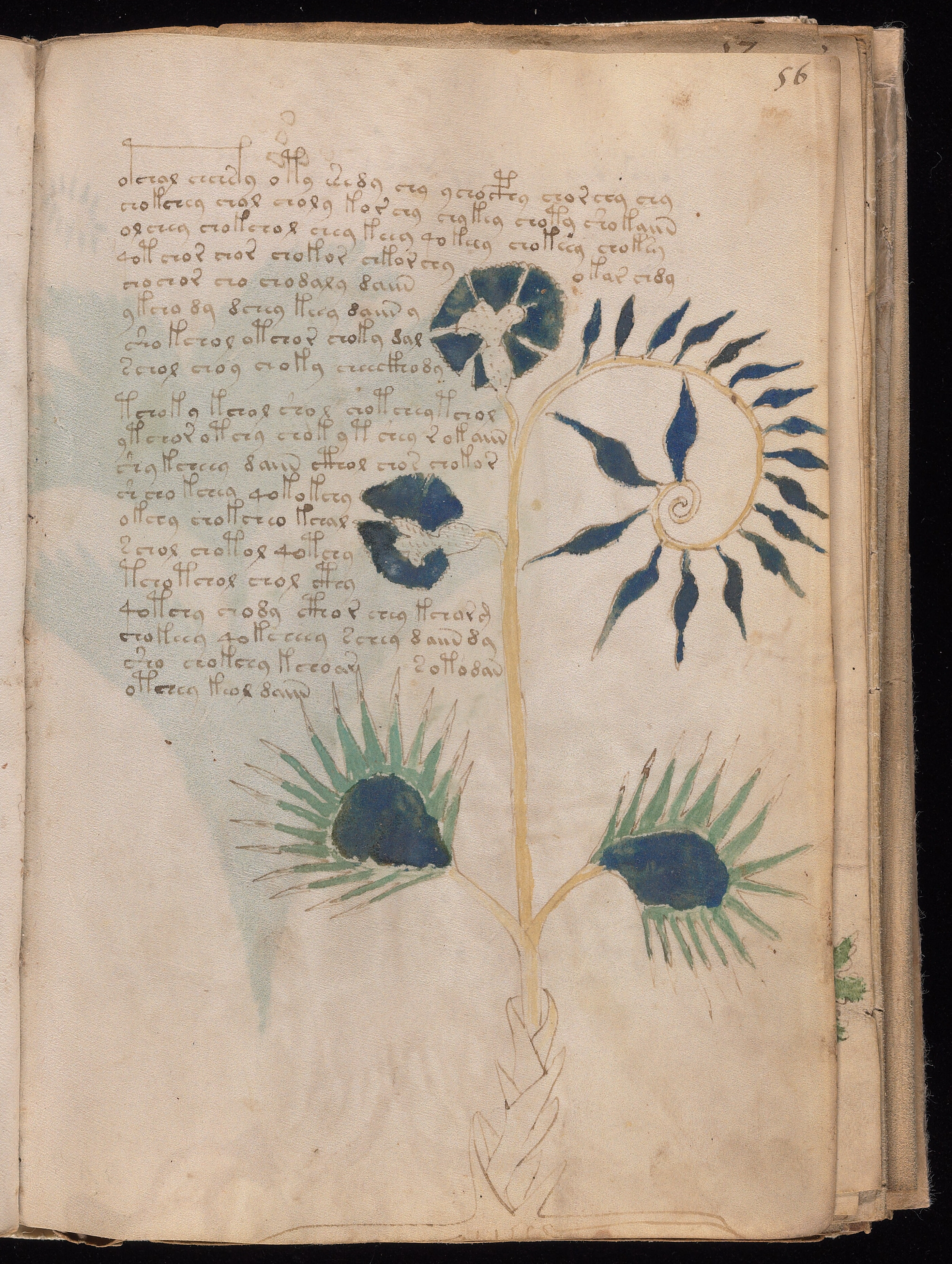 Folio f56r