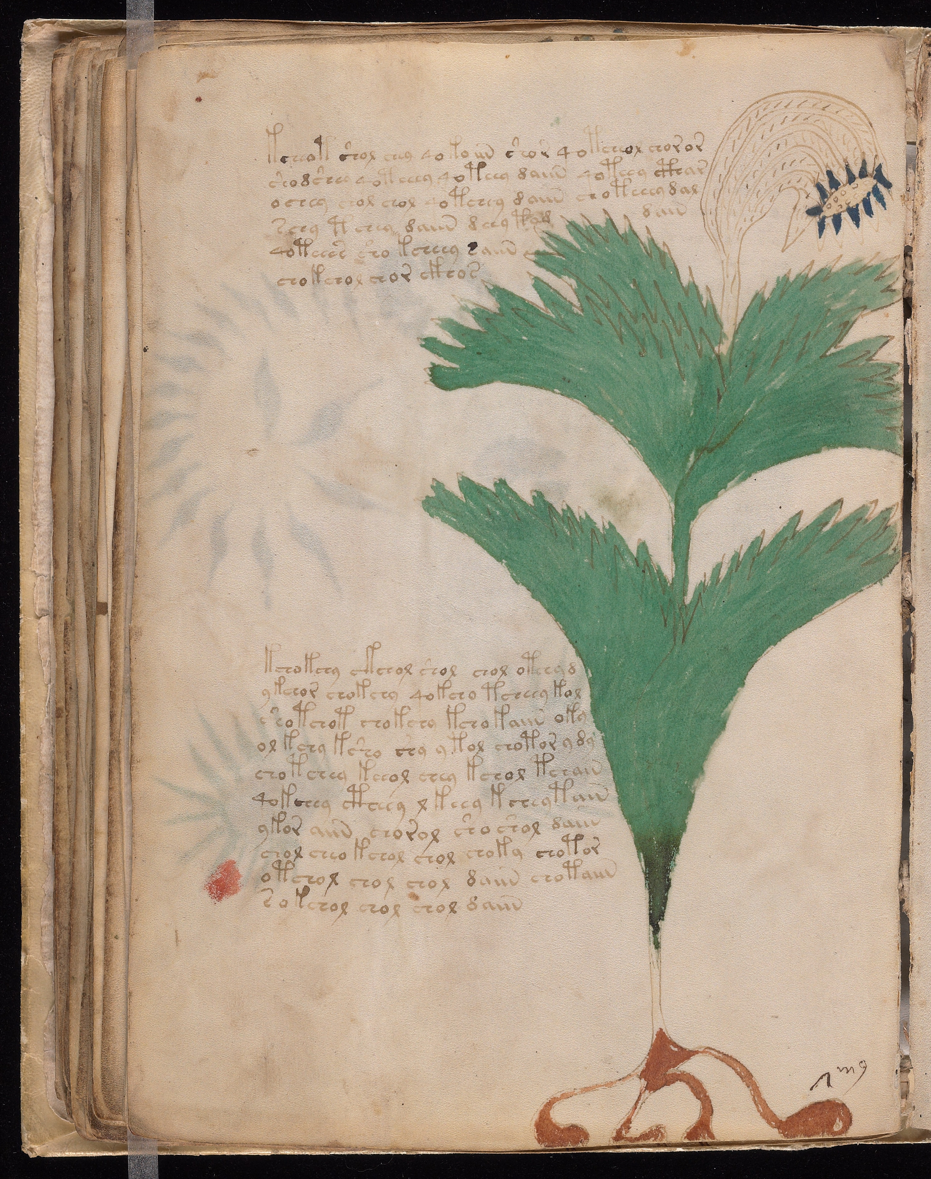 Folio f56v