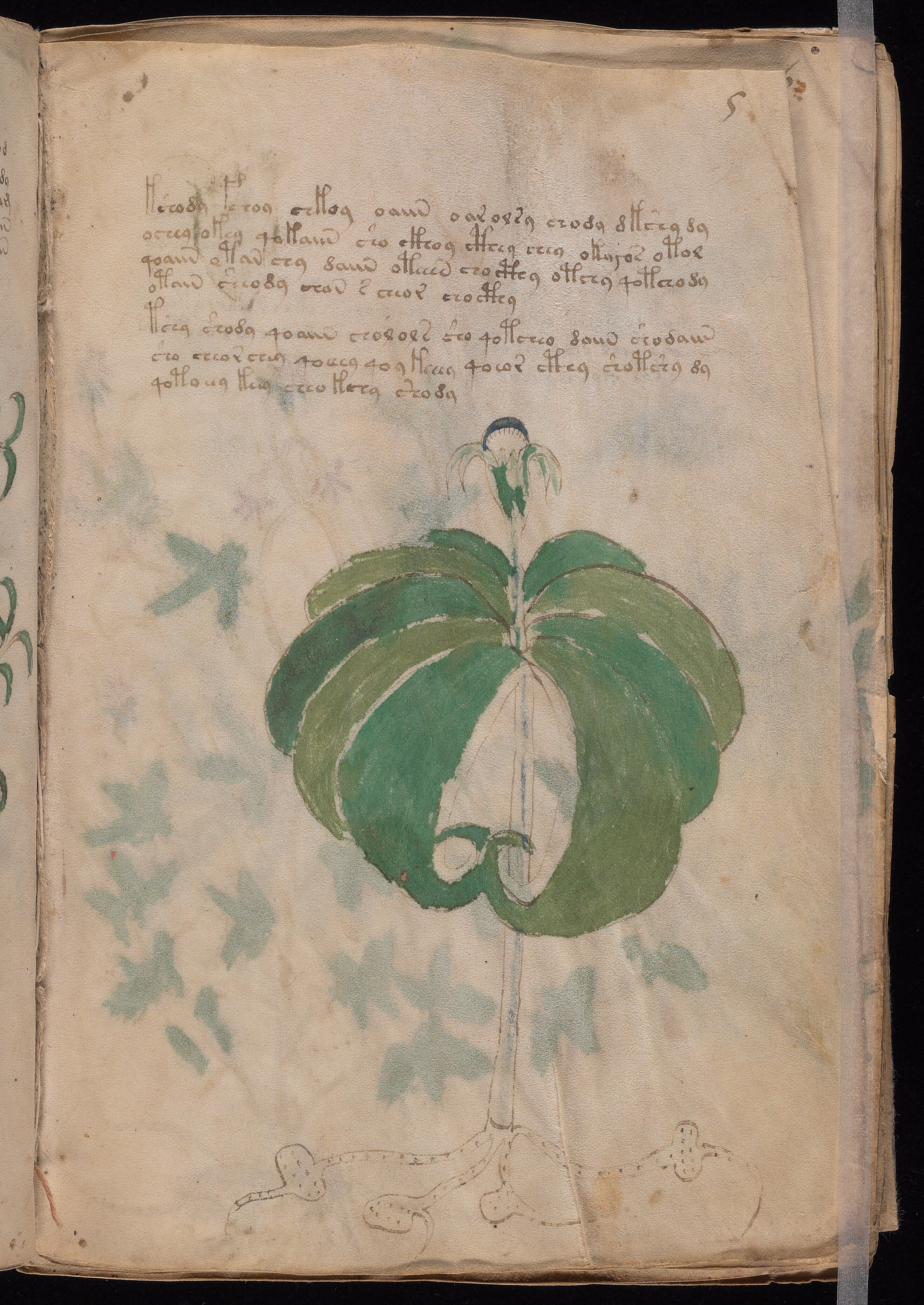 Folio f5r