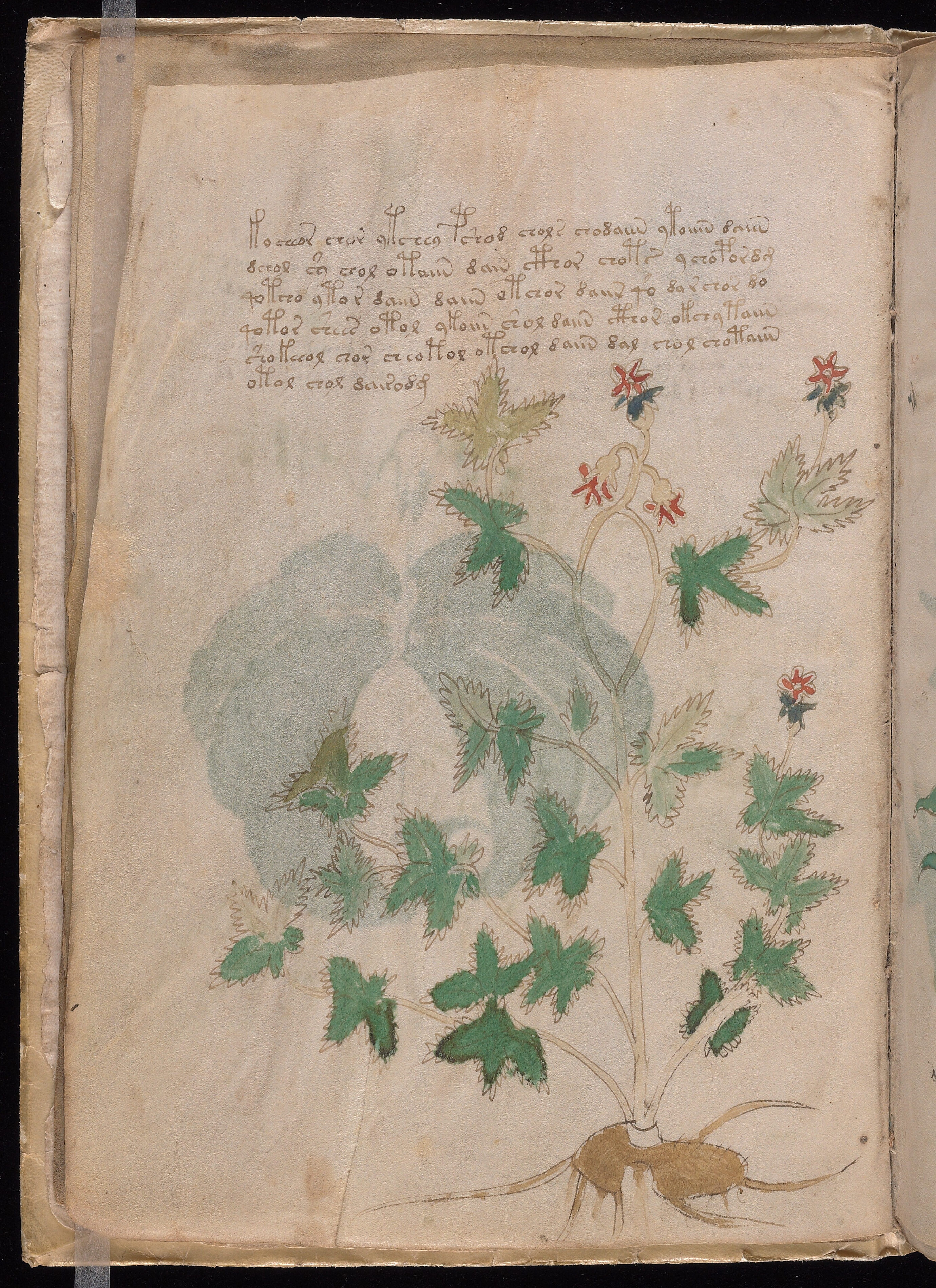 Folio f5v