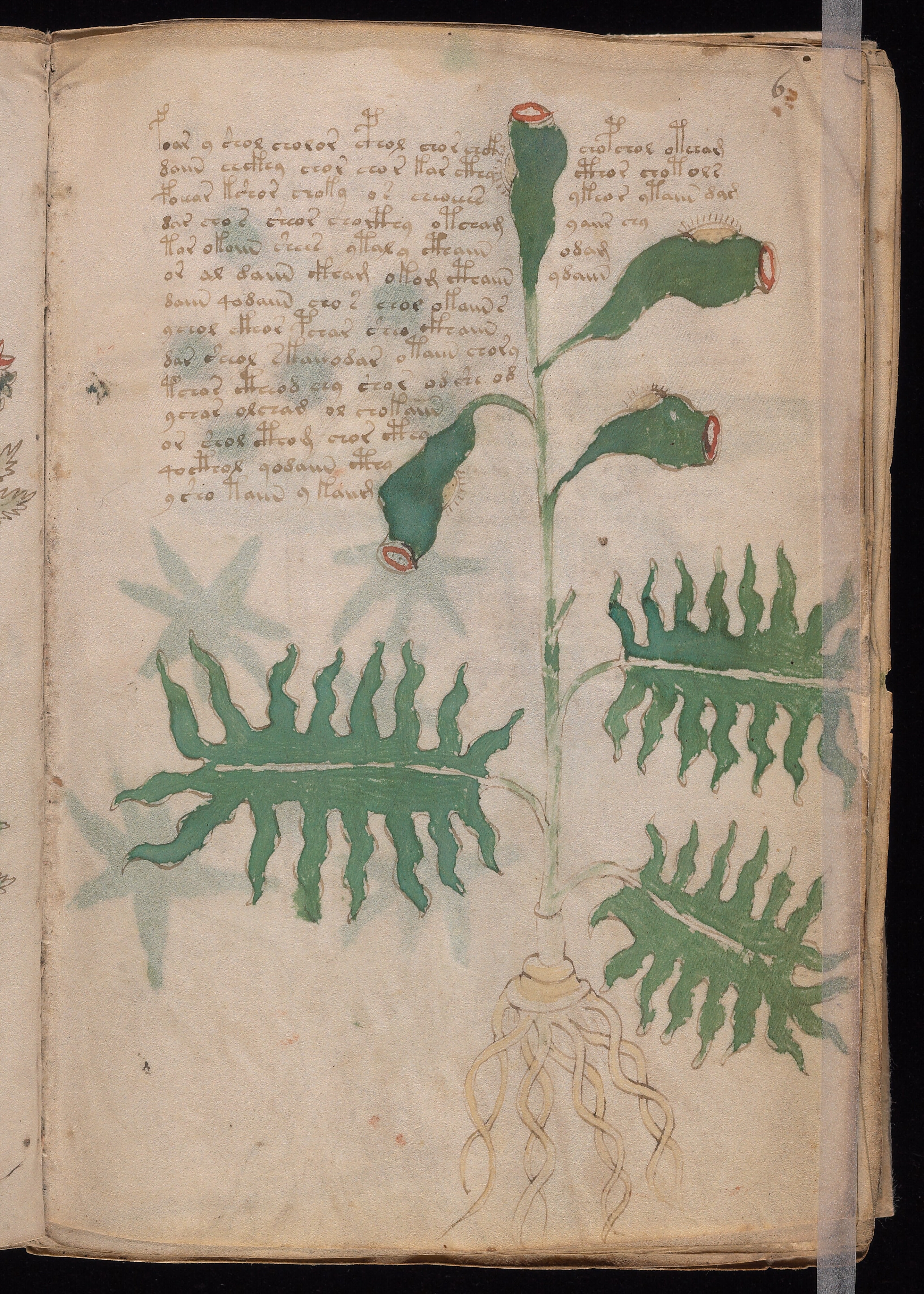 Folio f6r