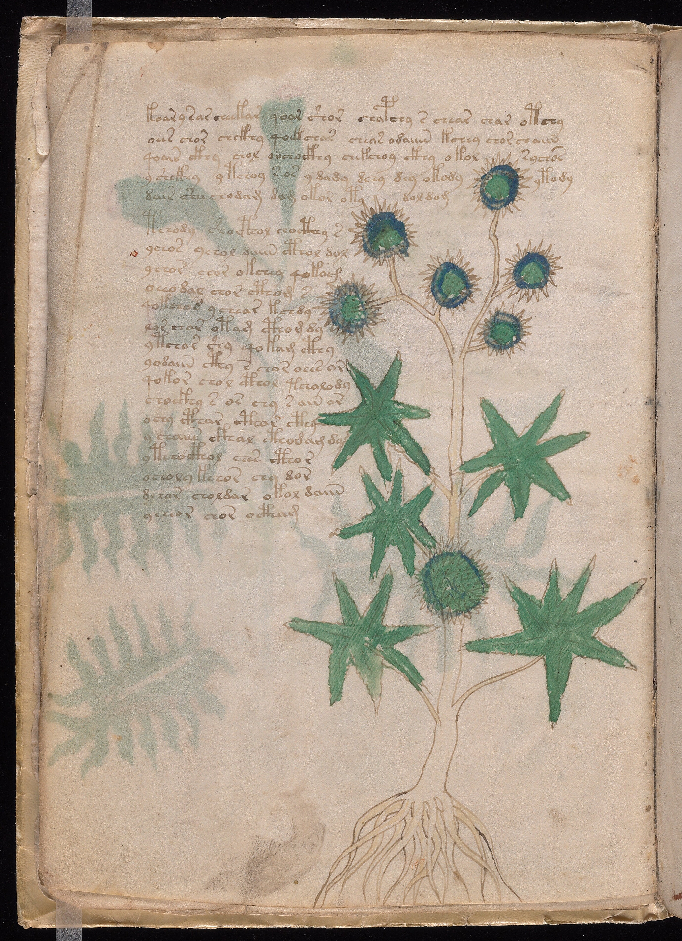 Folio f6v