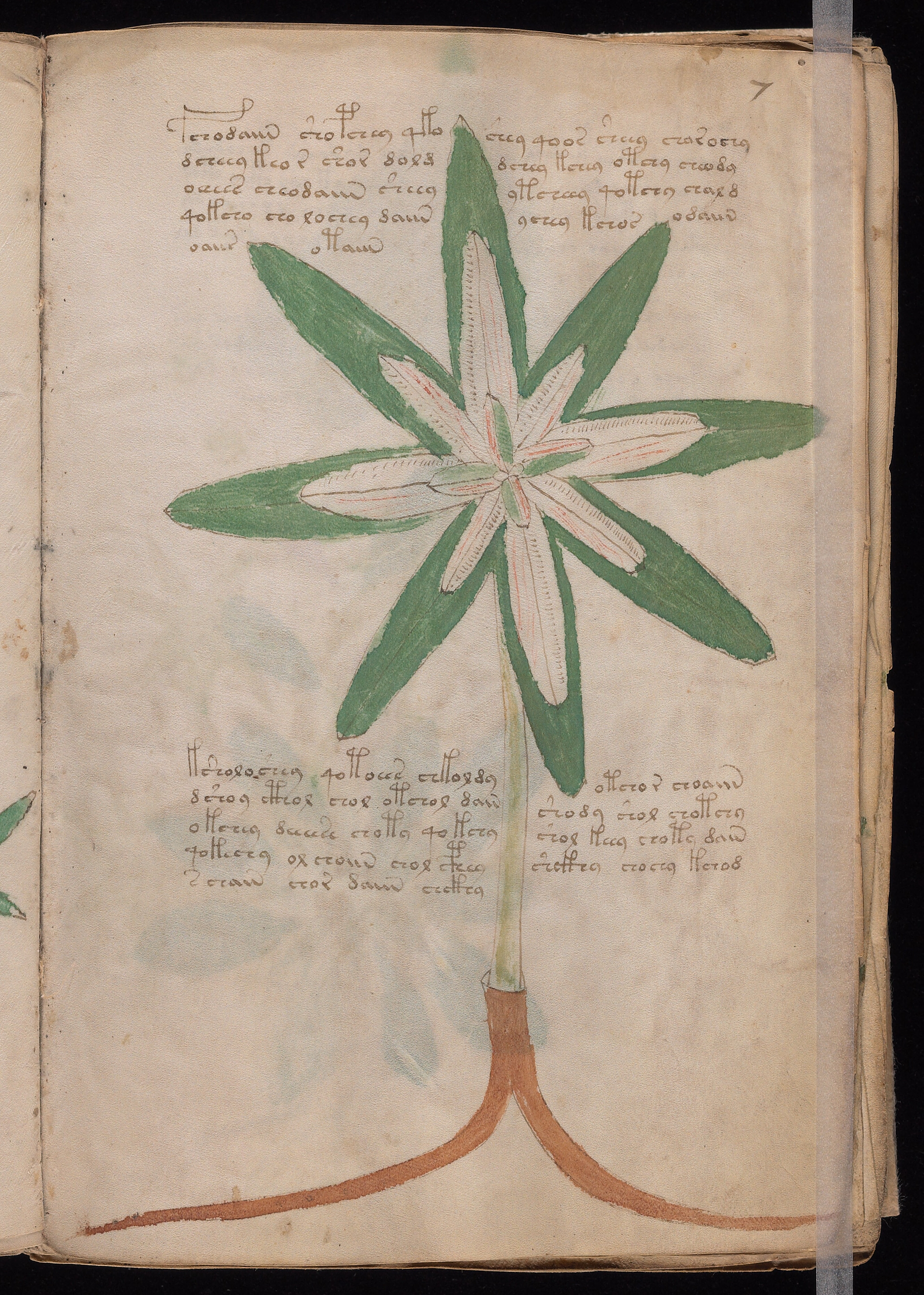Folio f7r