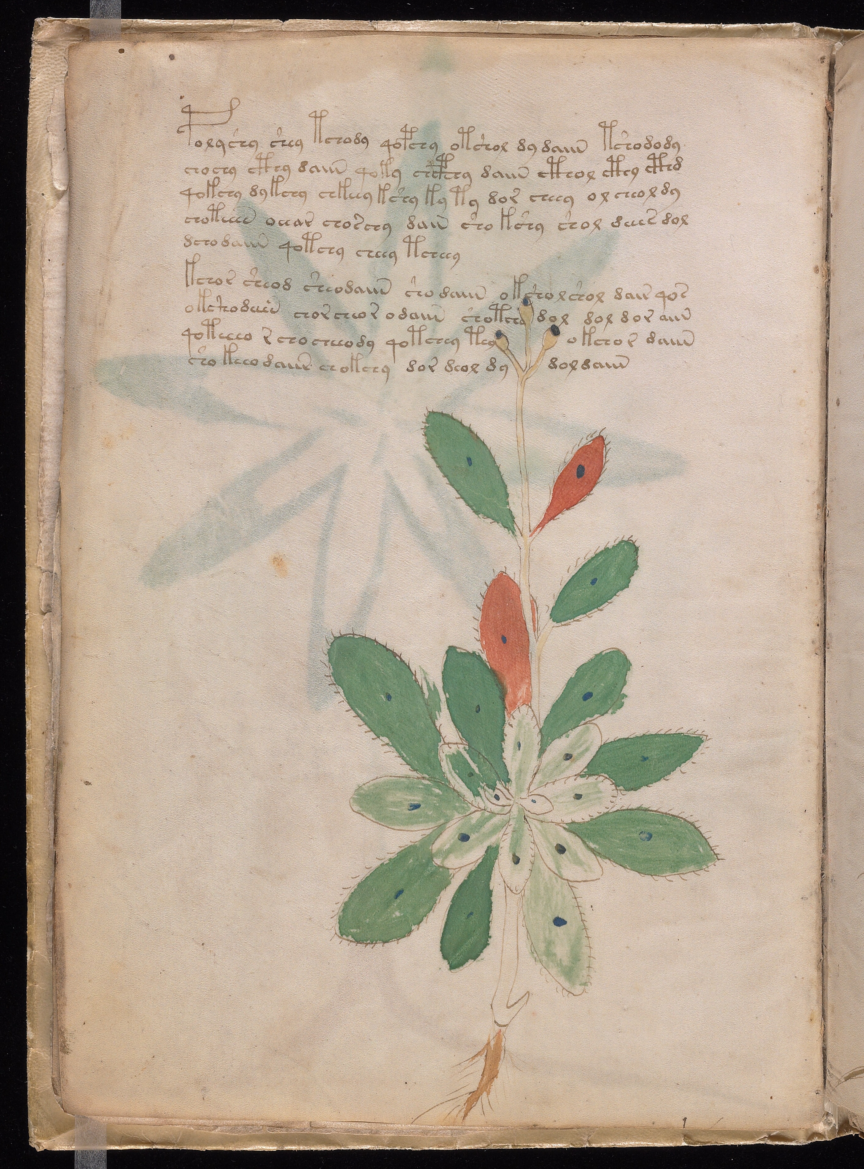 Folio f7v