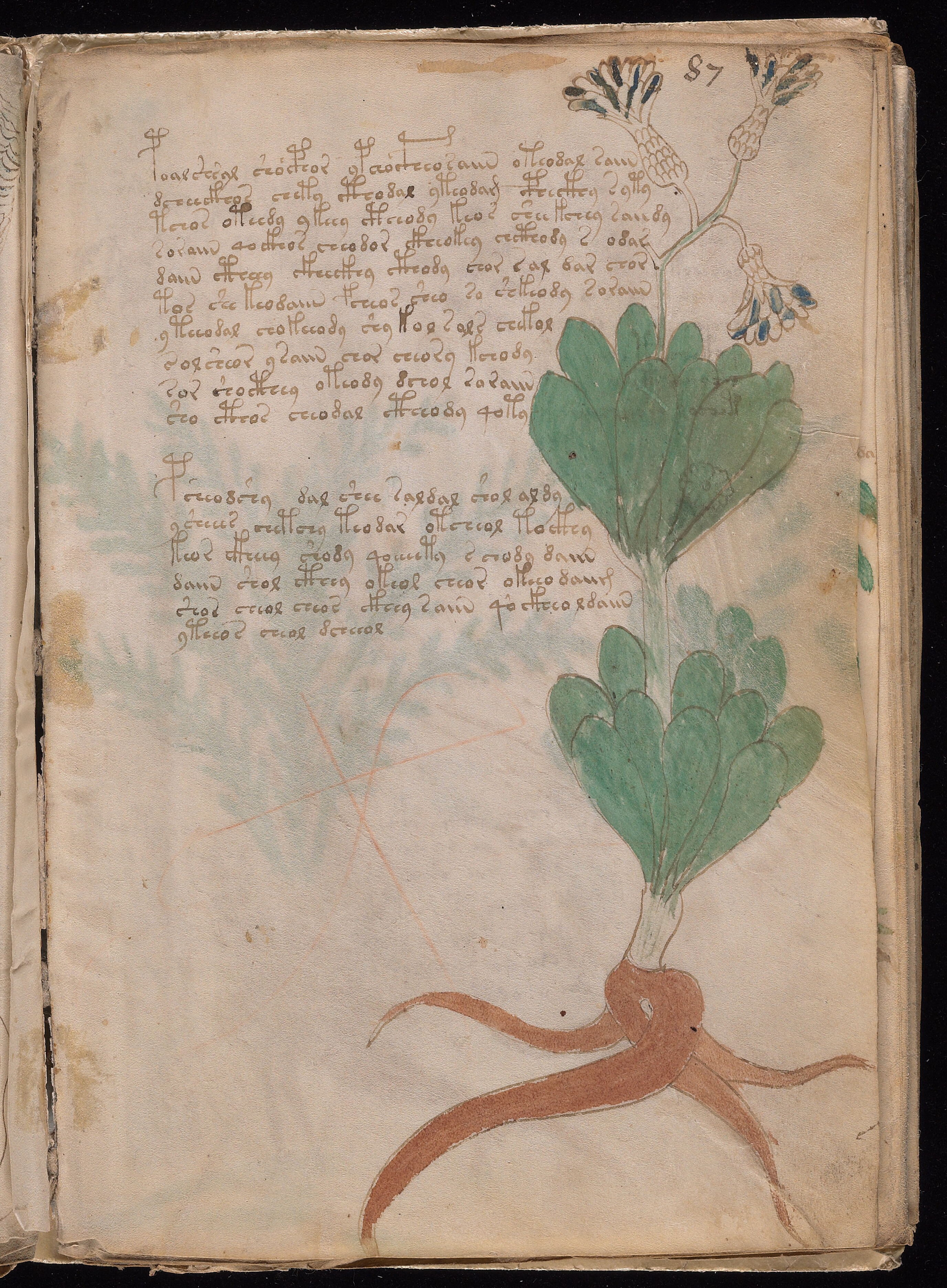 Folio f87r