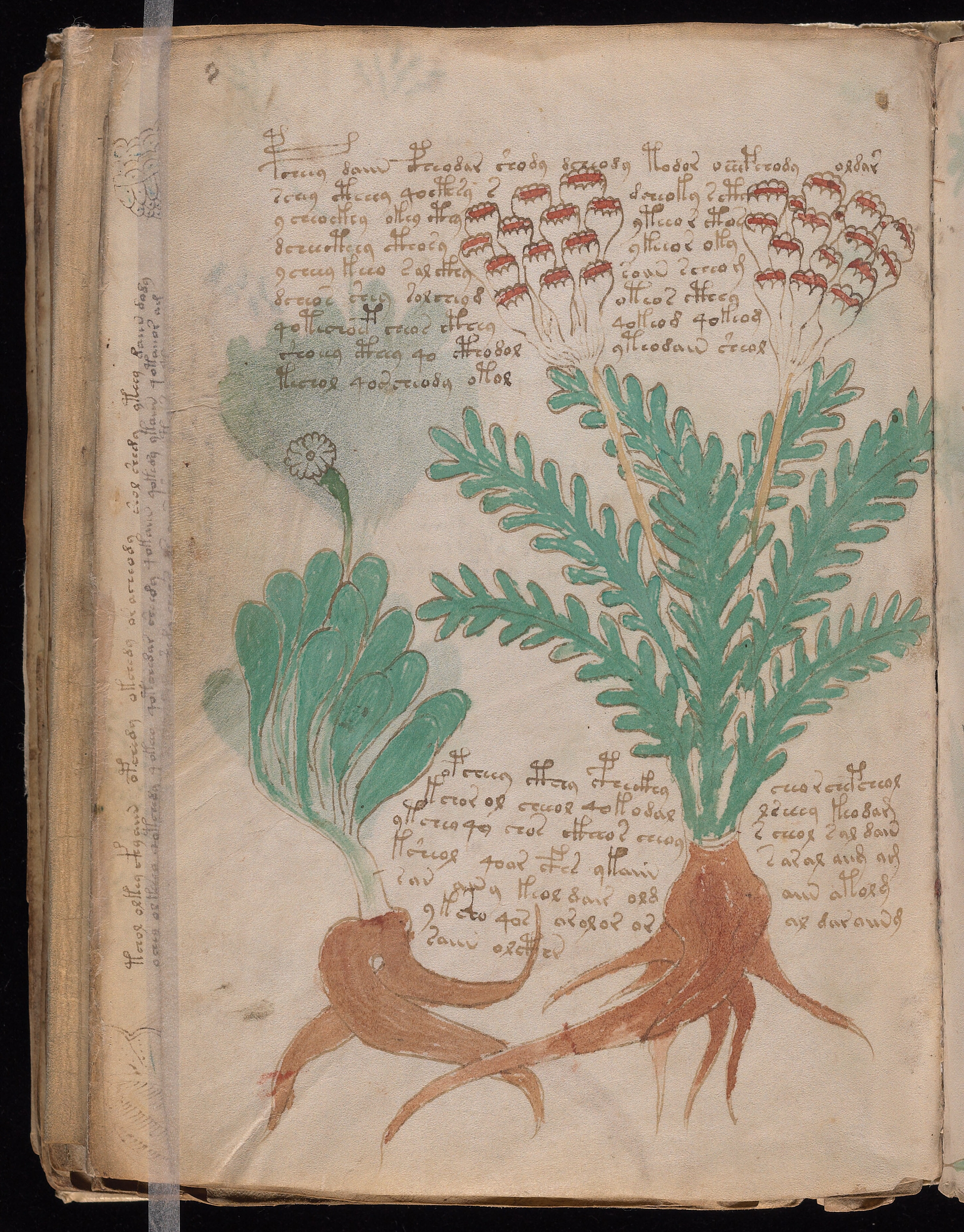 Folio f87v