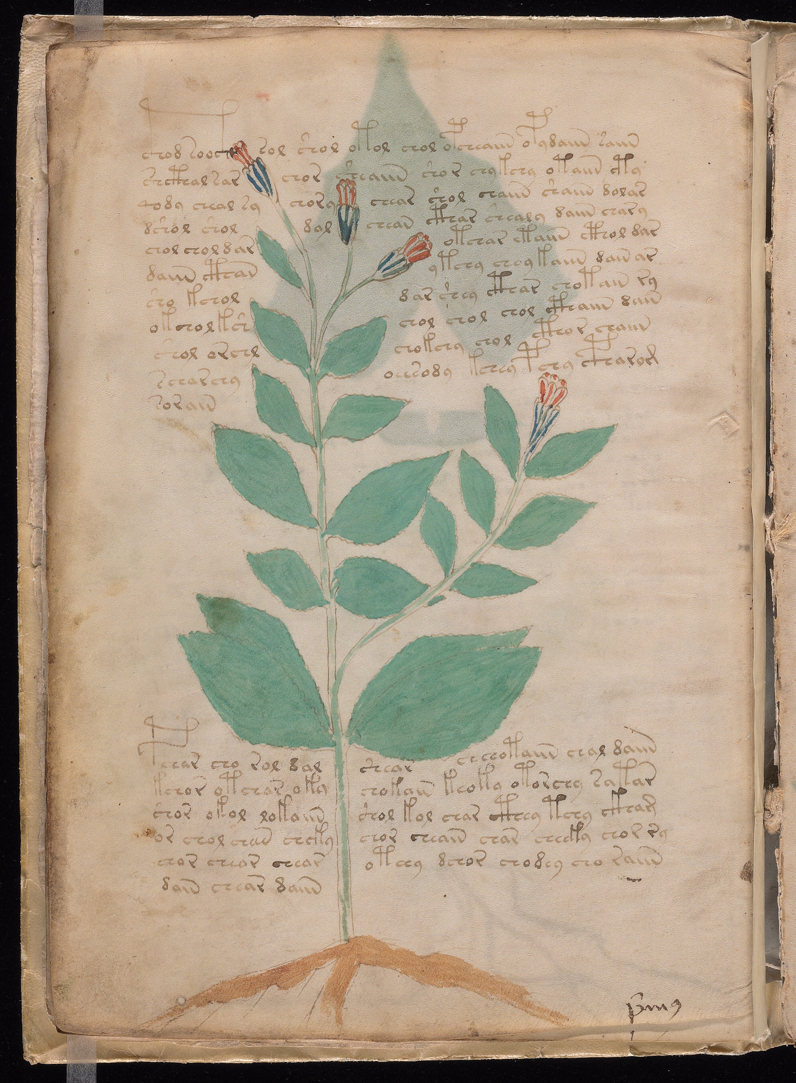 Folio f8v
