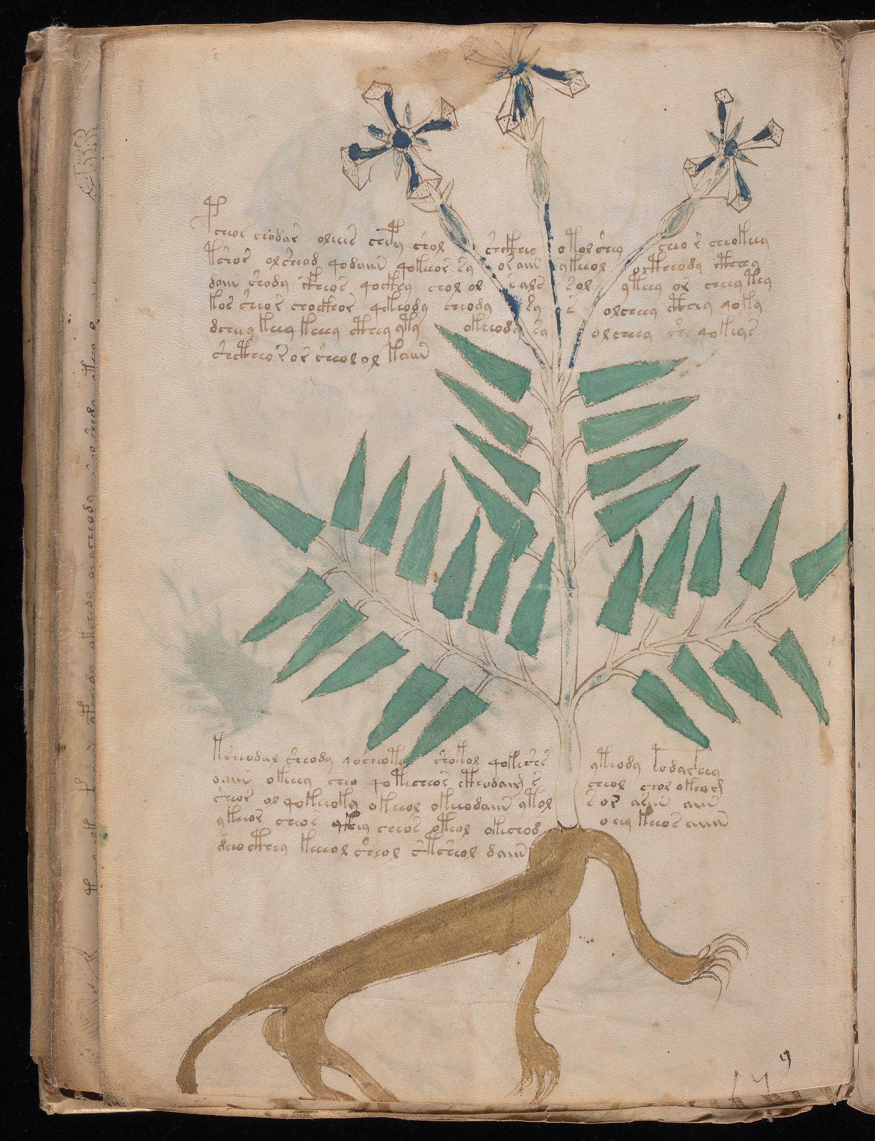 Folio f90v1