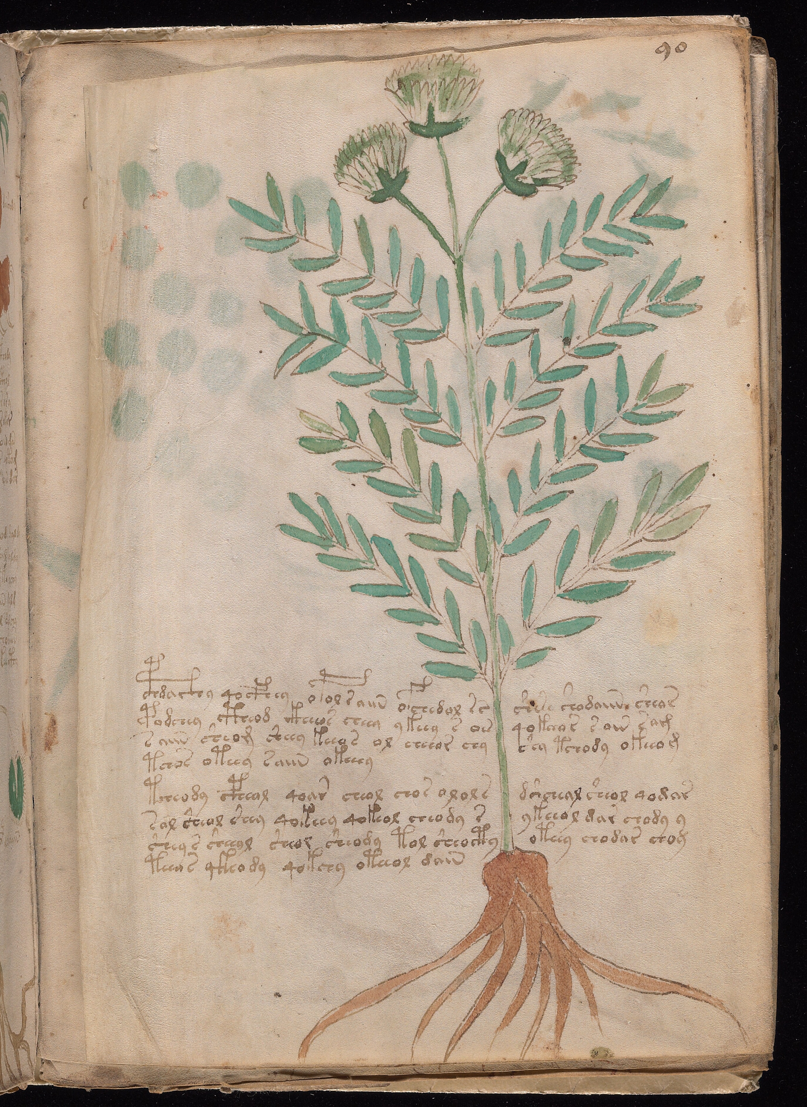 Folio f90v2