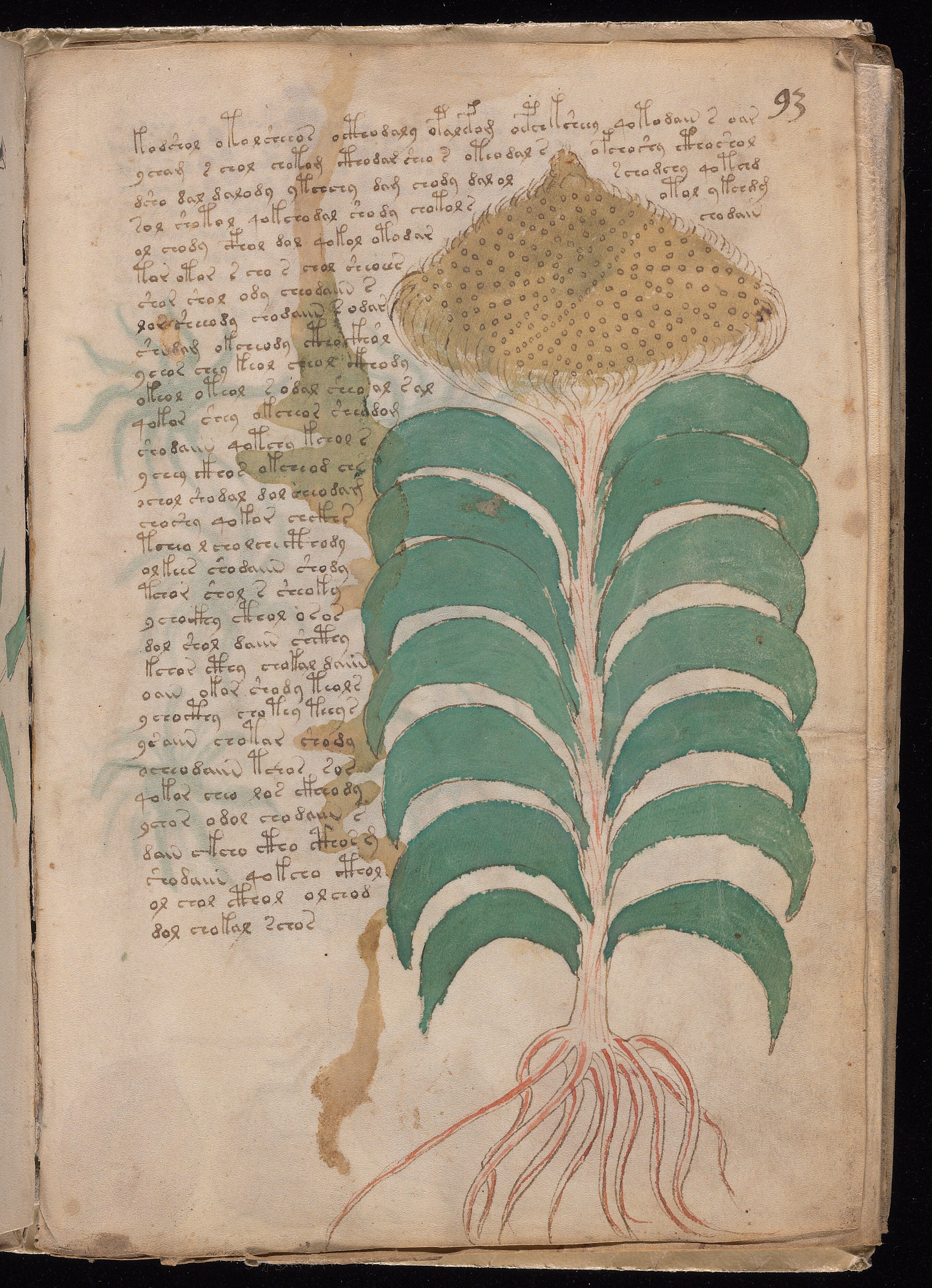 Folio f93r