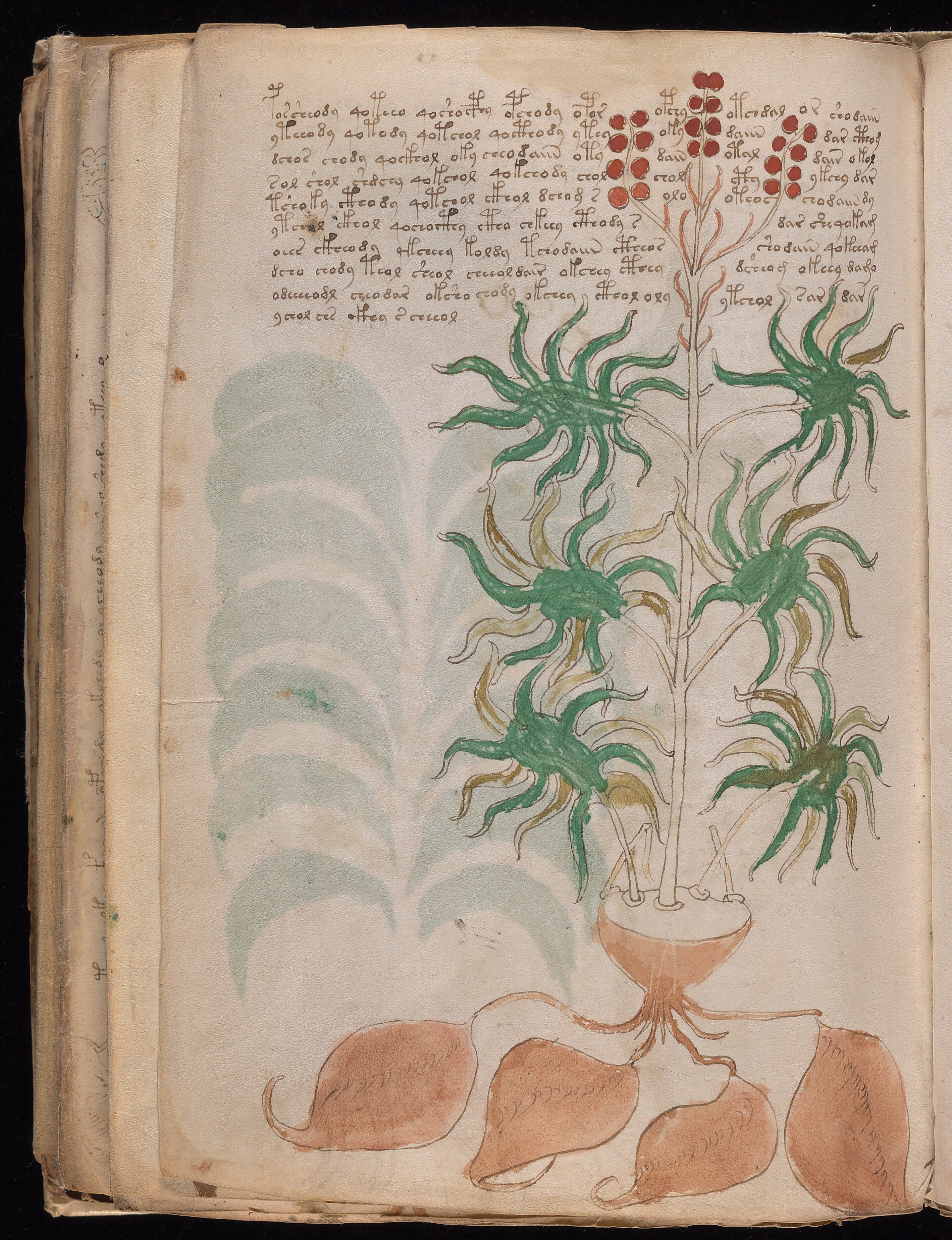 Folio f93v