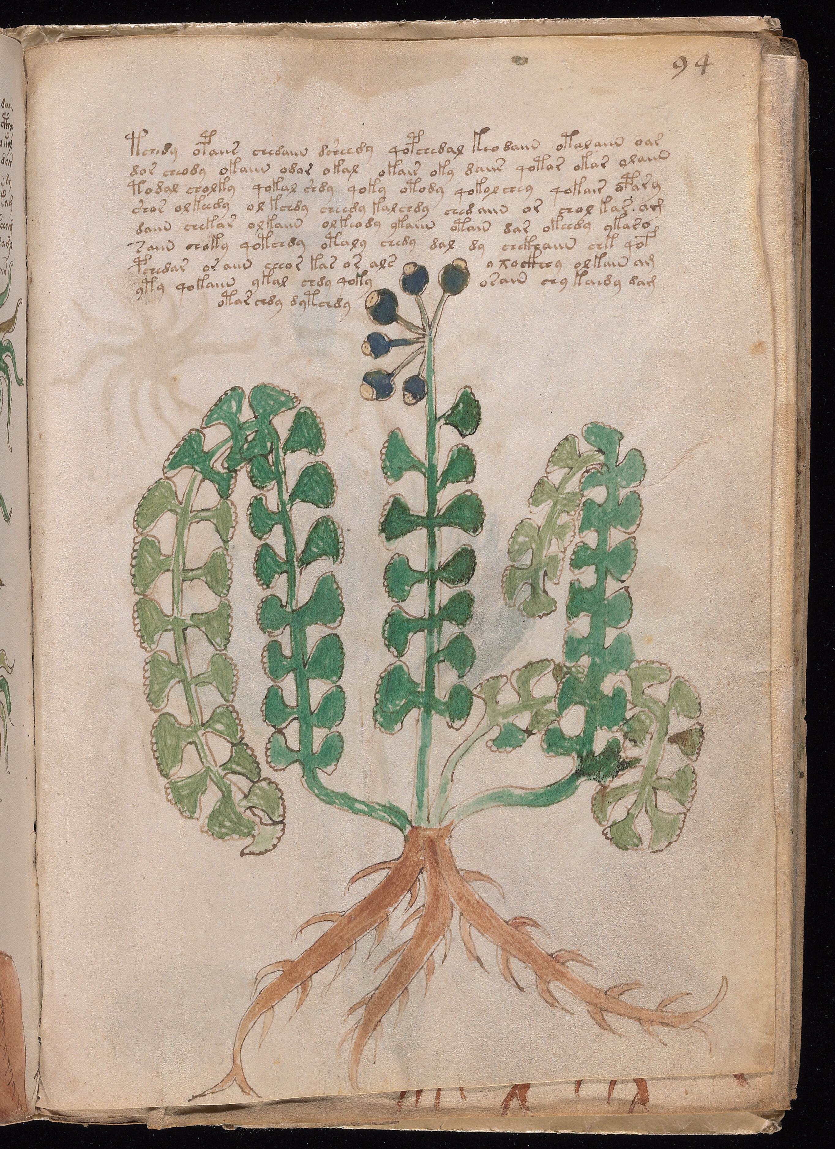 Folio f94r