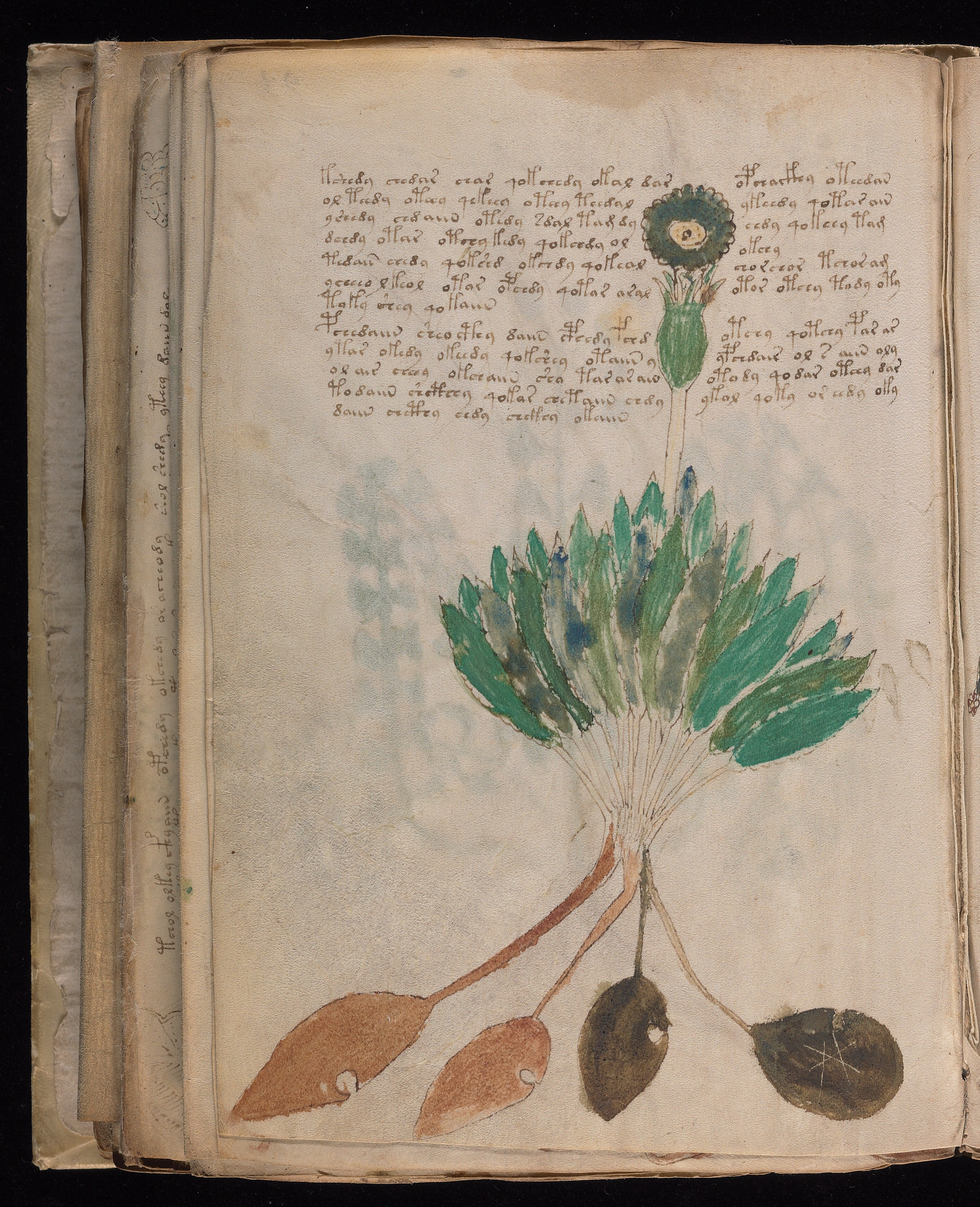 Folio f94v