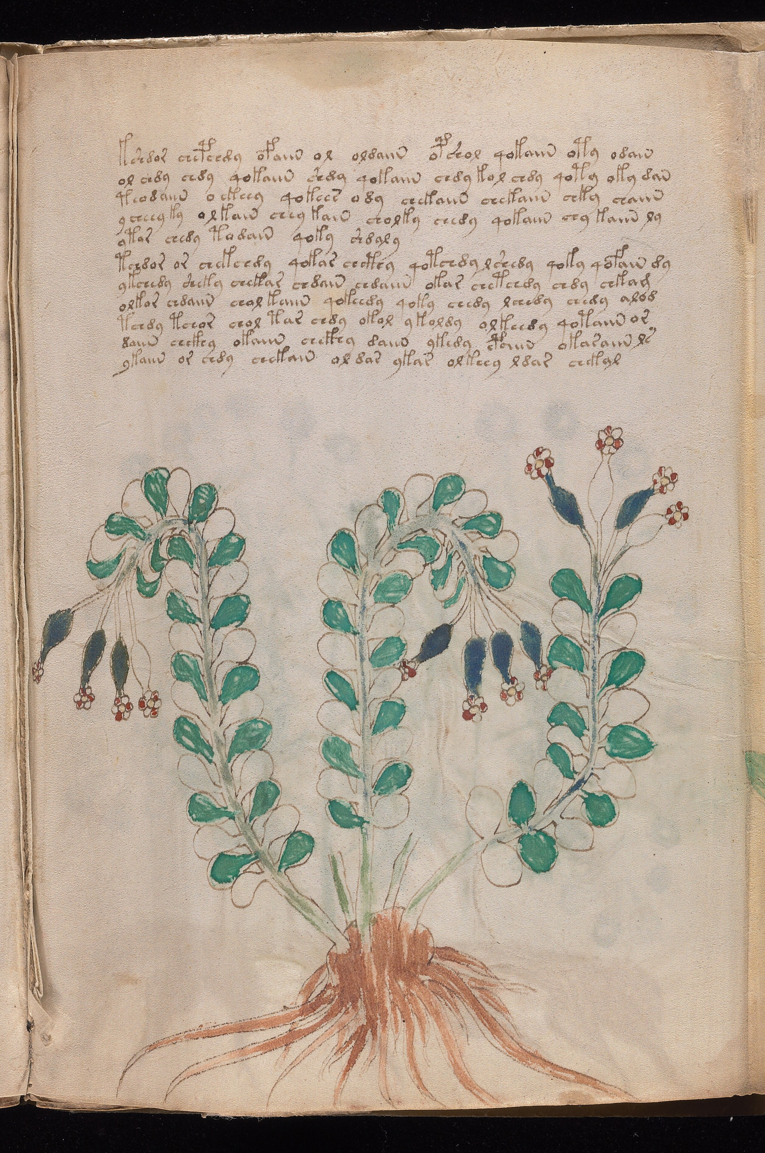 Folio f95r1