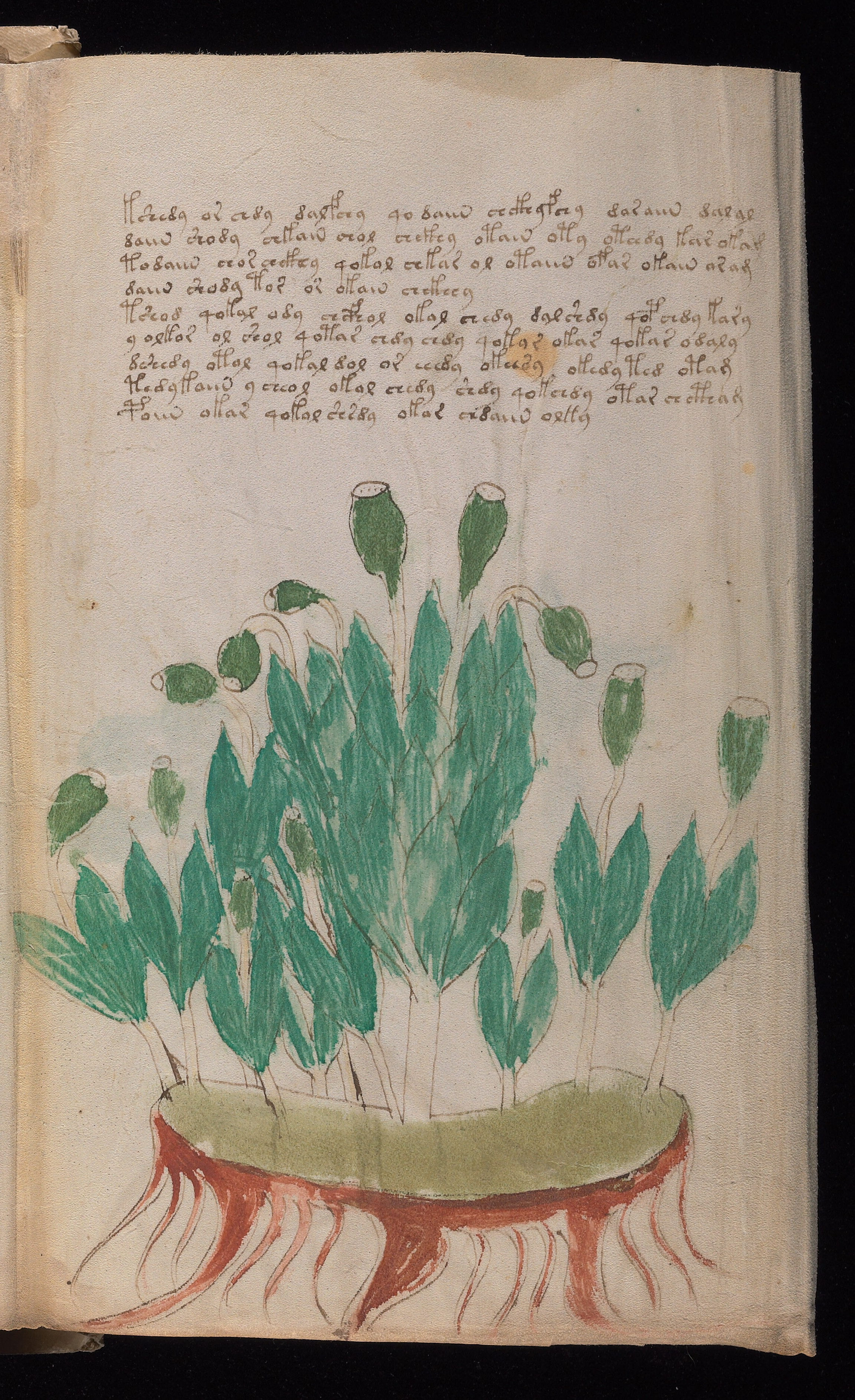 Folio f95r2