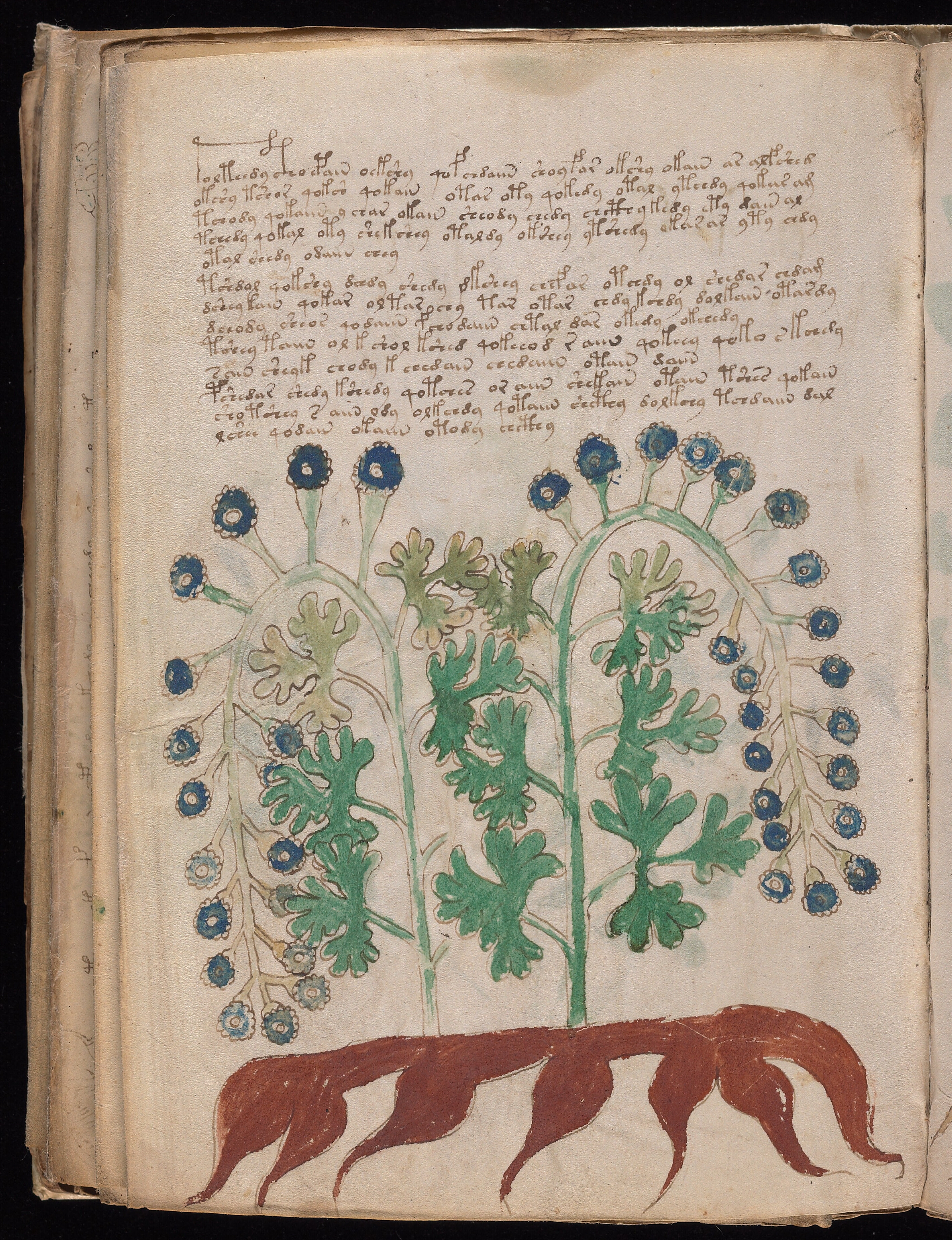 Folio f95v1
