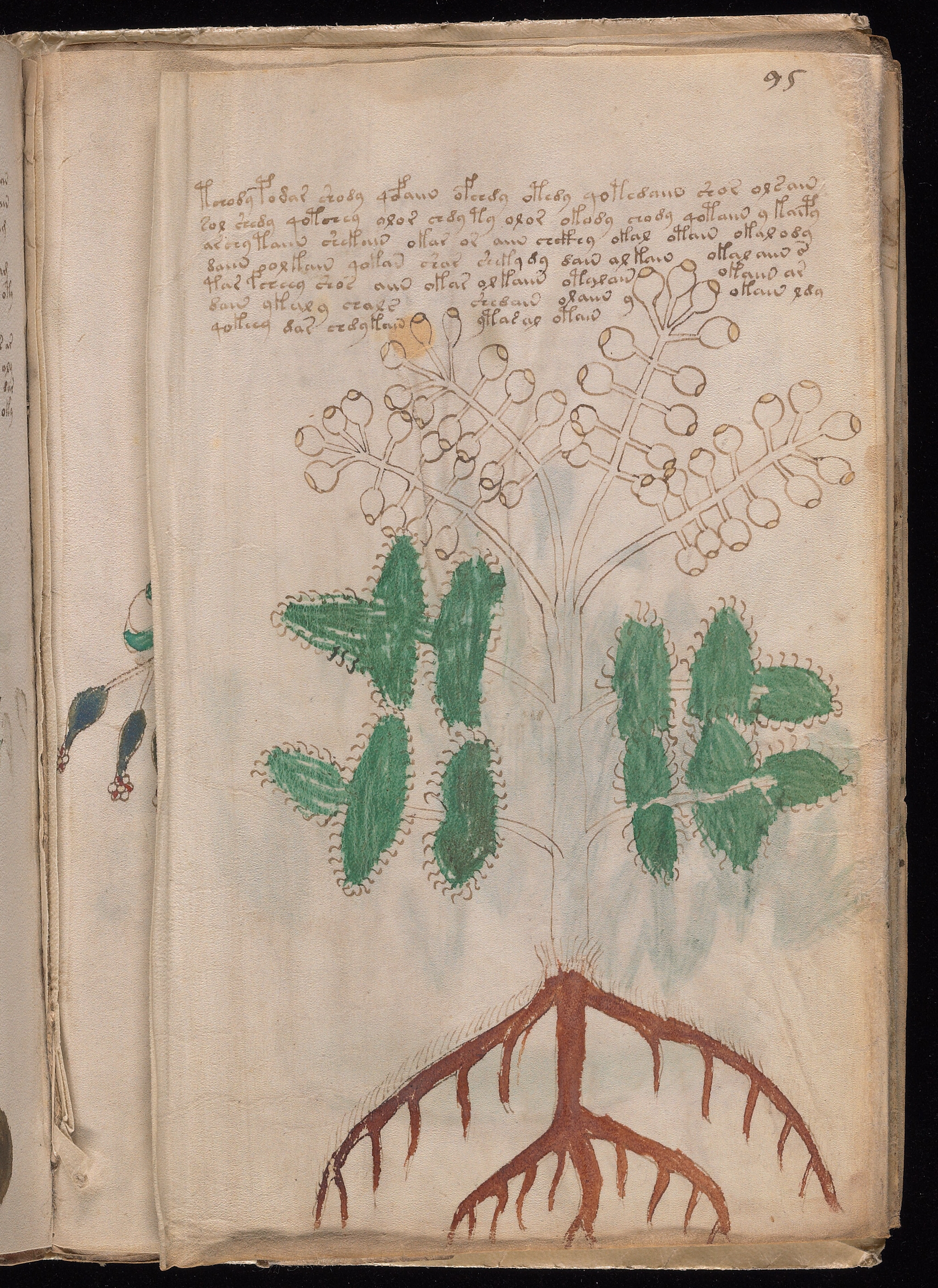 Folio f95v2