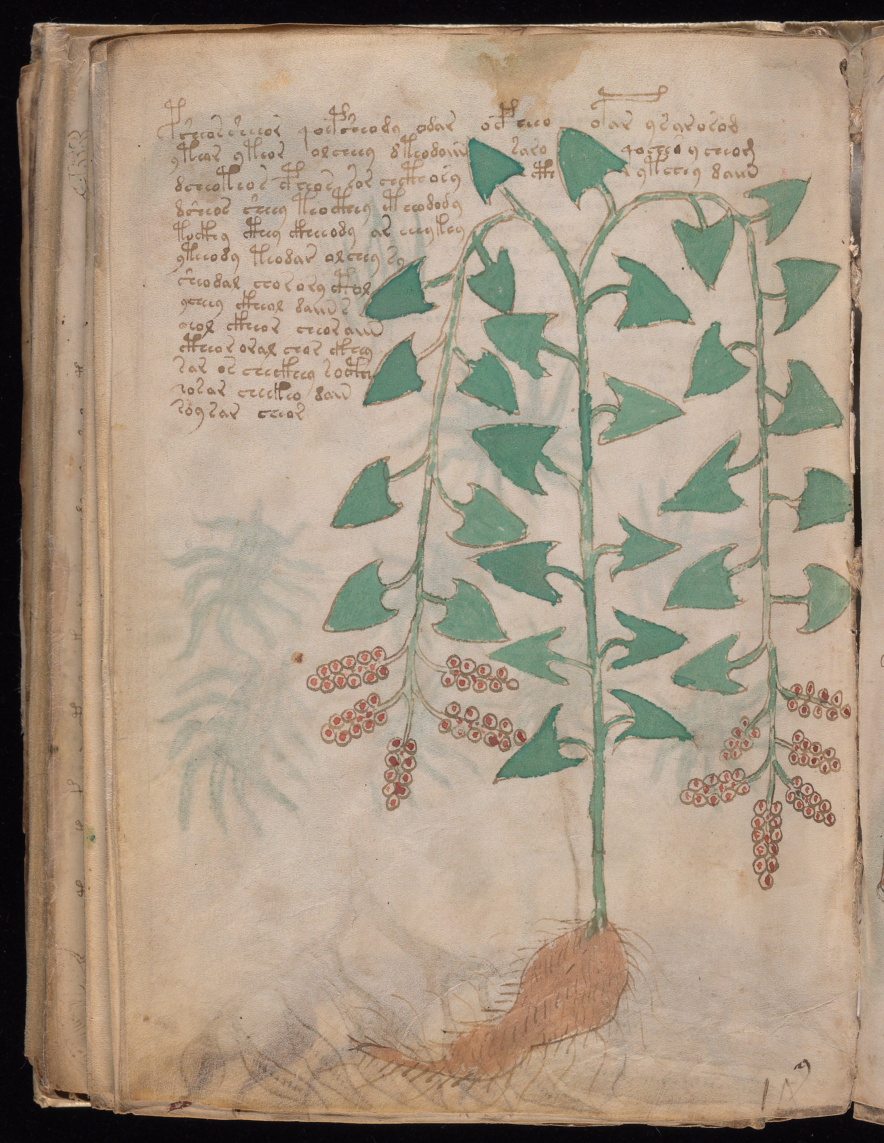 Folio f96v