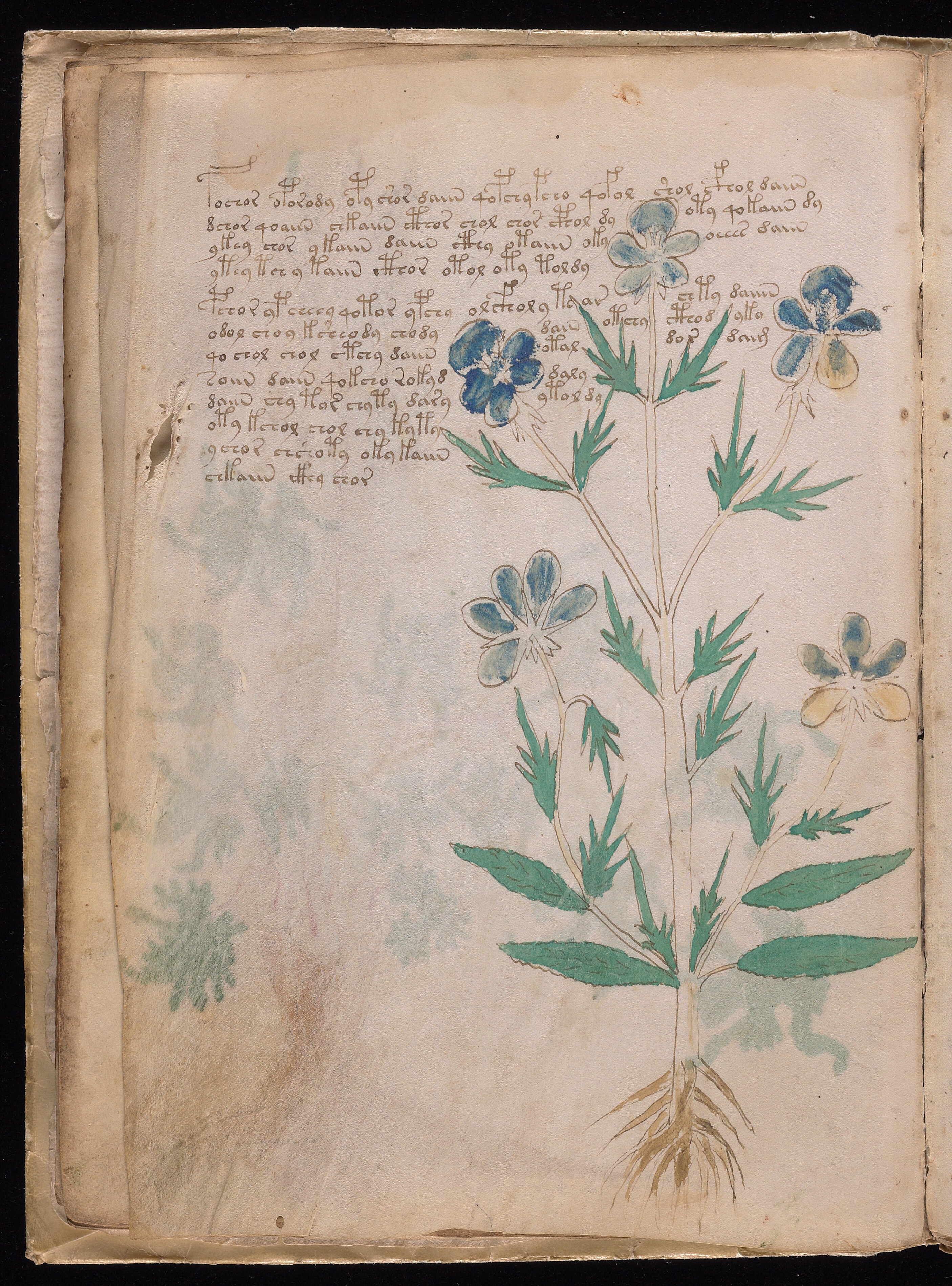 Folio f9v
